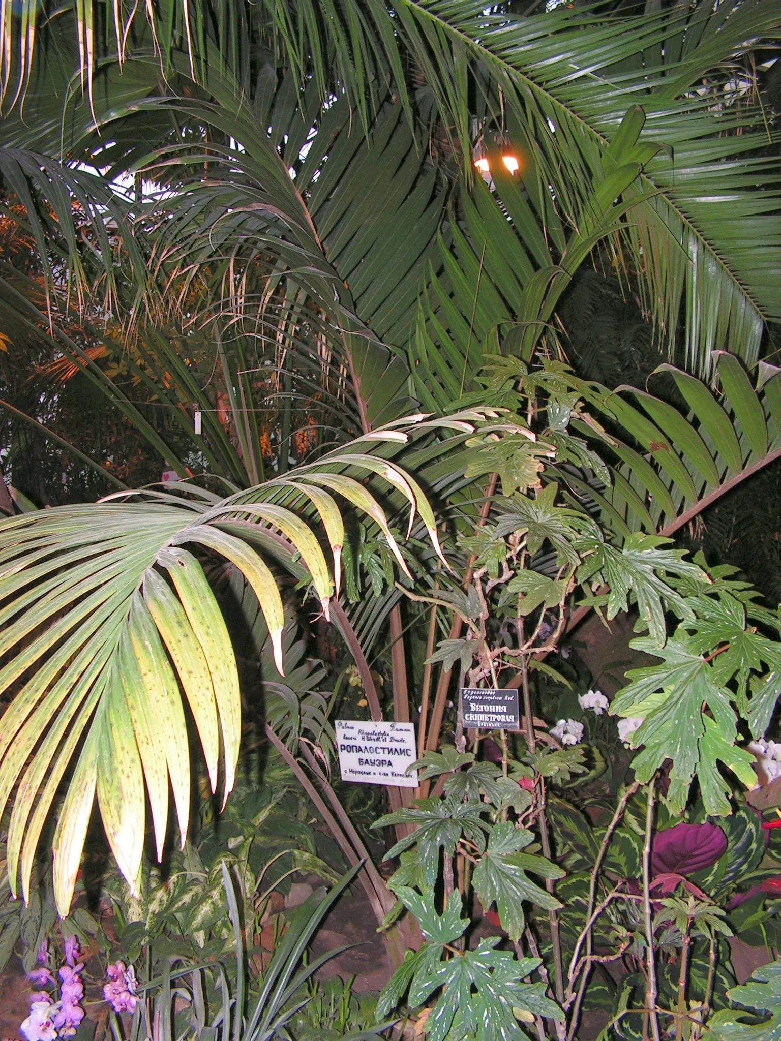 Kermadec Palm (Rhopalostylis Baueri Var. Cheesmanii) — Plant in an area with full sun to partial shade, and provide well-draining soil to prevent root rot