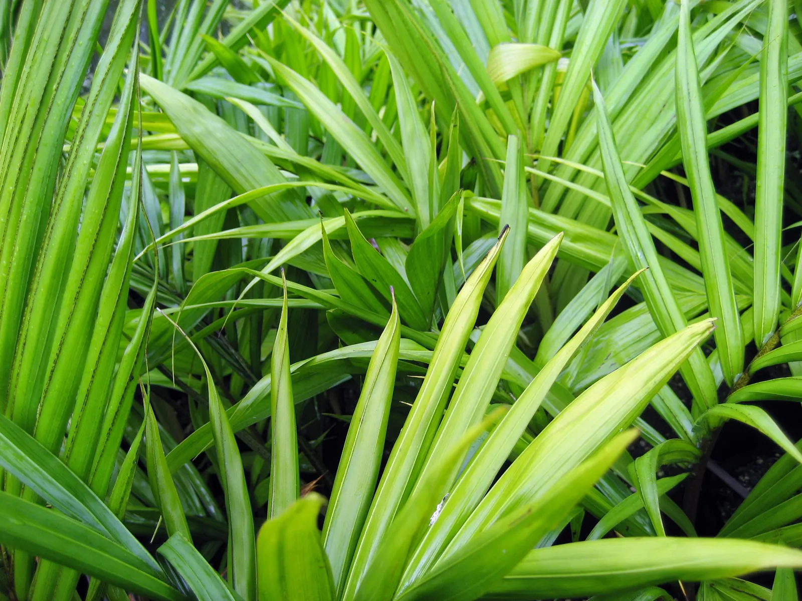 Kermadec Palm (Rhopalostylis Baueri Var. Cheesmanii) — Regular watering is necessary, especially during dry spells, to maintain its lush appearance