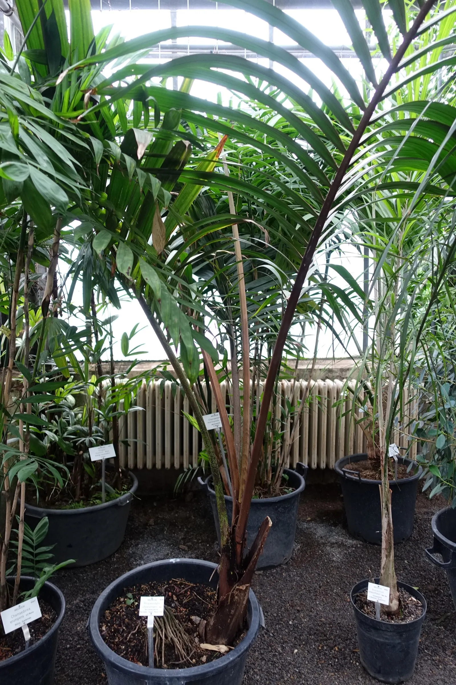 Kermadec Palm (Rhopalostylis Baueri Var. Cheesmanii) — The Kermadec Palm (Rhopalostylis baueri var