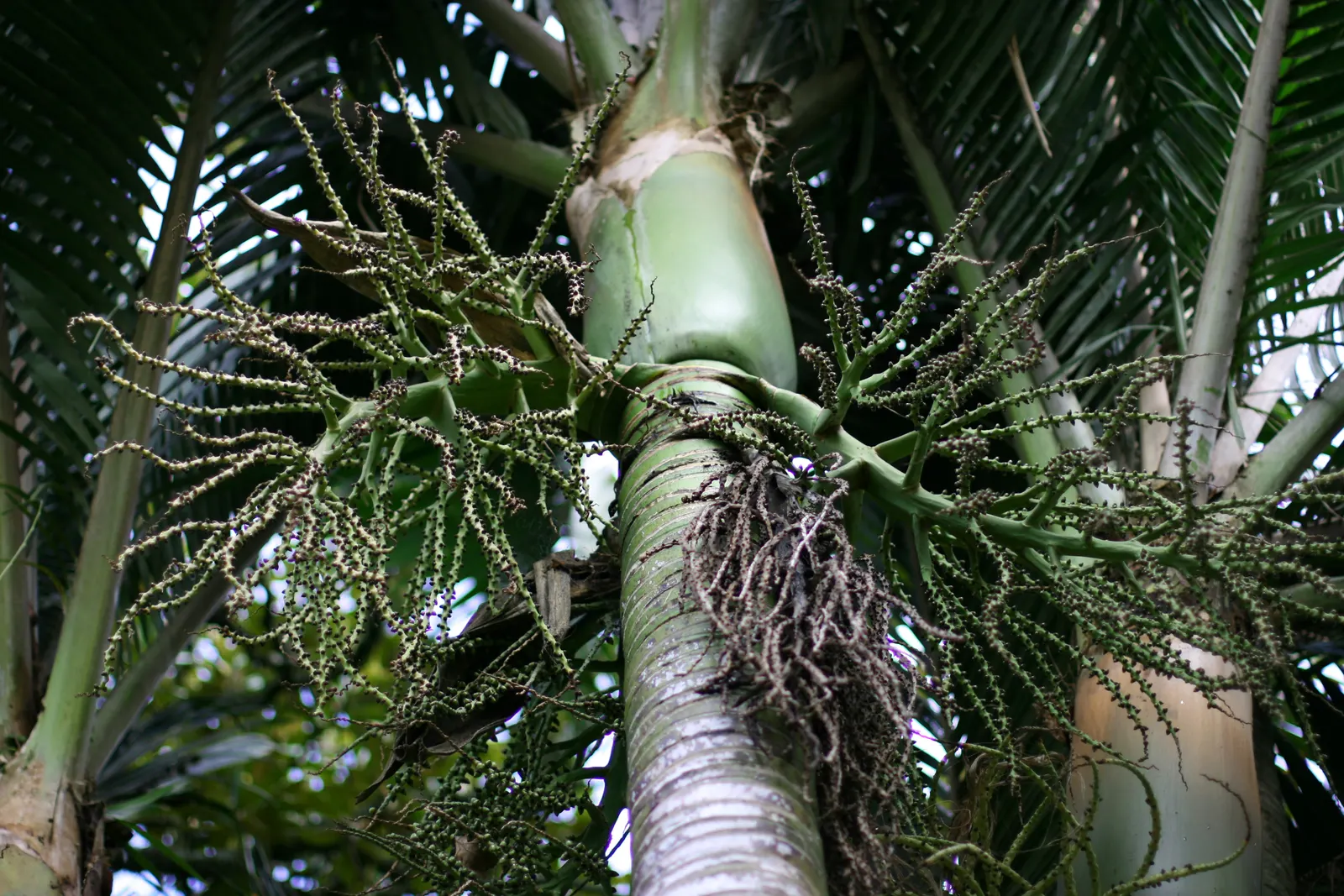 Kermadec Palm (Rhopalostylis Baueri Var. Cheesmanii) — The trunk is crowned with a canopy of arching fronds that can grow up to 10 feet in length
