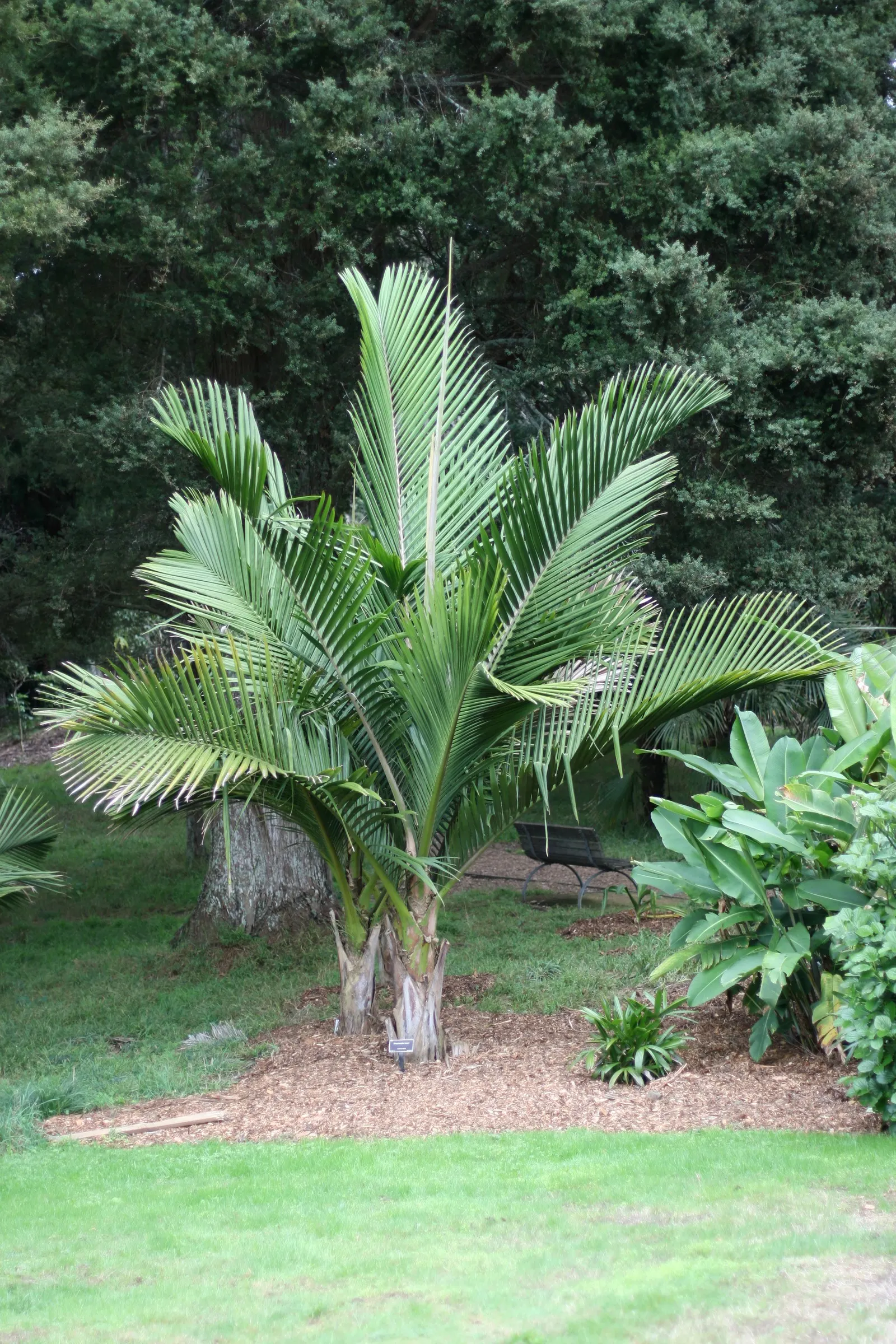 Kermadec Palm (Rhopalostylis Baueri Var. Cheesmanii) — with a spread of 10 to 15 feet