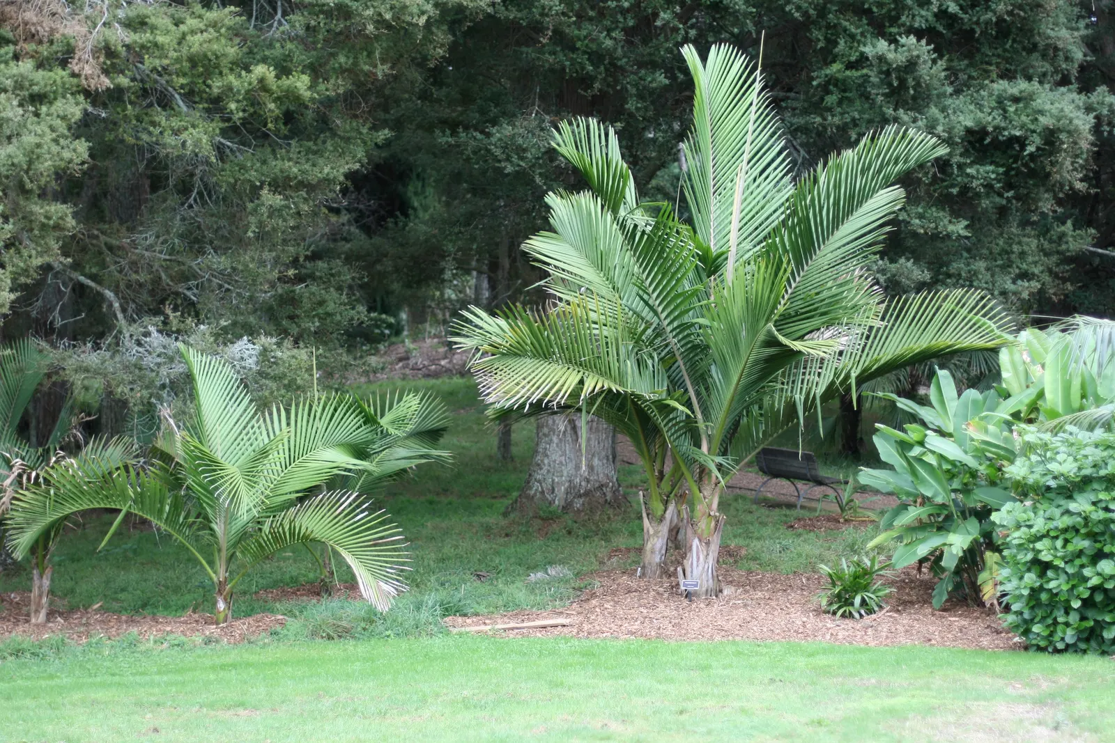 Kermadec Palm (Rhopalostylis Baueri Var. Cheesmanii) — Originating from the Kermadec Islands northeast of New Zealand