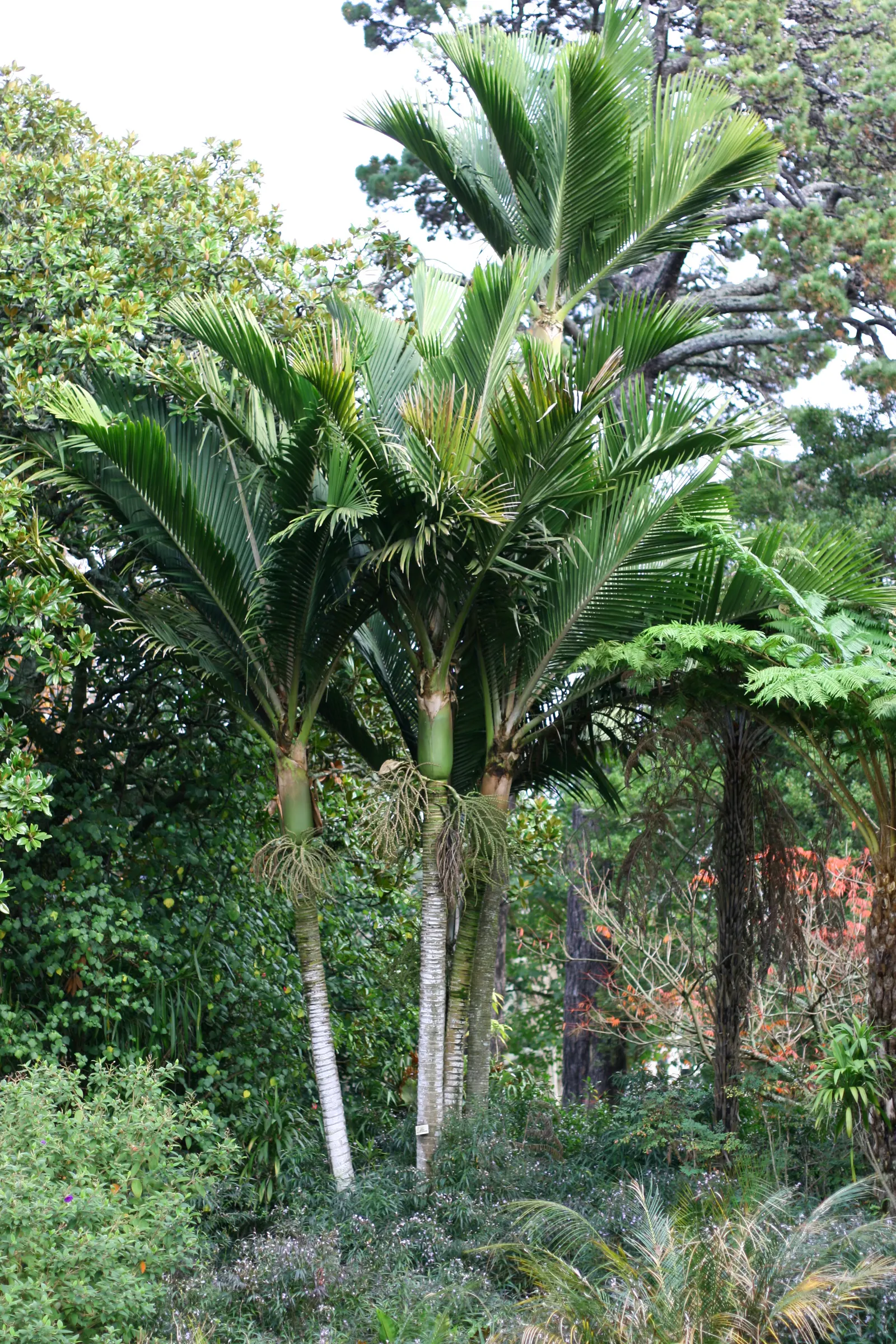 Kermadec Palm (Rhopalostylis Baueri Var. Cheesmanii) — The Kermadec Palm, or Rhopalostylis baueri var