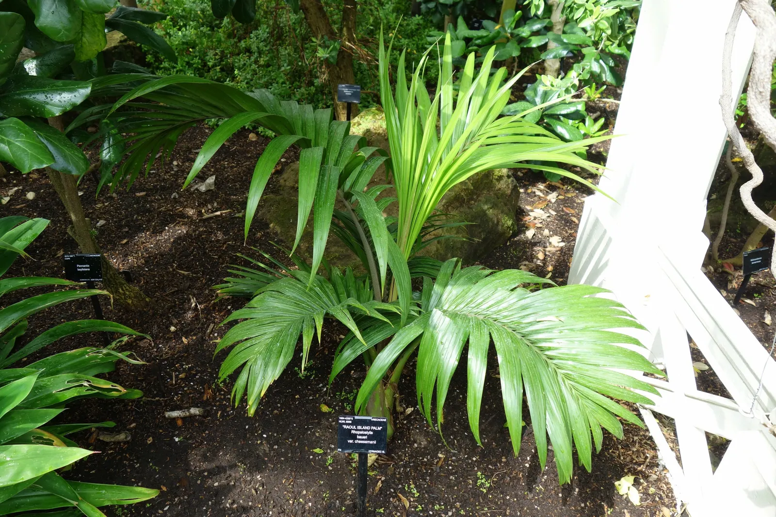 Kermadec Palm (Rhopalostylis Baueri Var. Cheesmanii) — This palm prefers full sun to partial shade and well-draining soil
