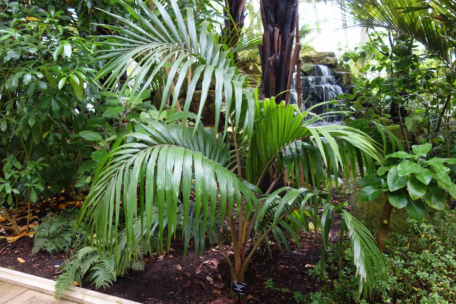 Kermadec Palm (Rhopalostylis Baueri Var. Cheesmanii) — Regular watering promotes its health and vibrant green foliage
