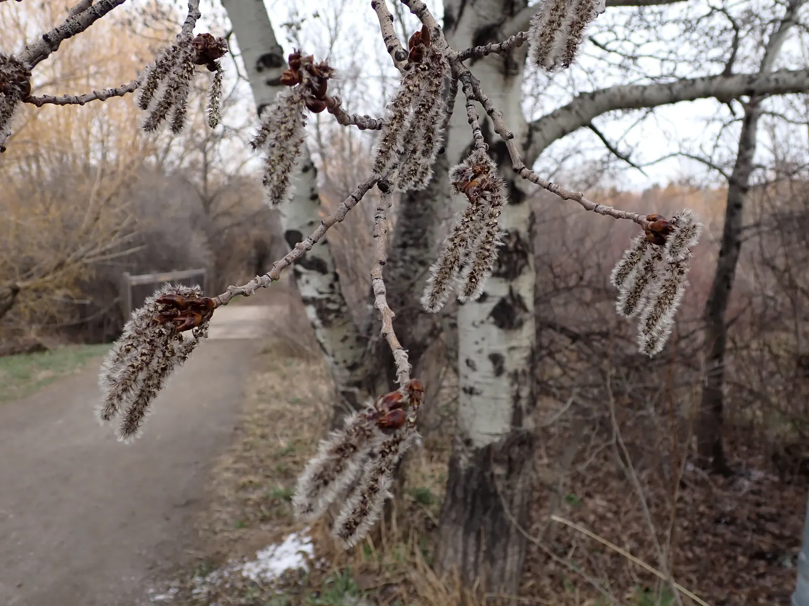 Quaking Aspen (Populus Tremuloides) — measuring about 1.5 to 3 inches in diameter