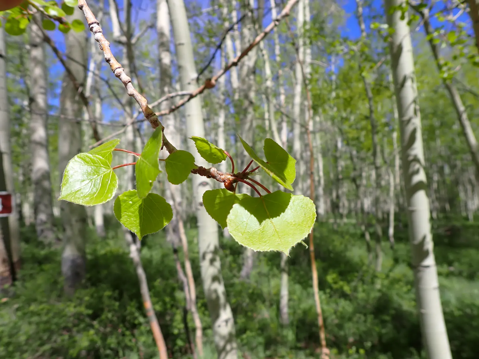 Quaking Aspen (Populus Tremuloides) — which cause them to flutter or "quake" in even the gentlest of breezes