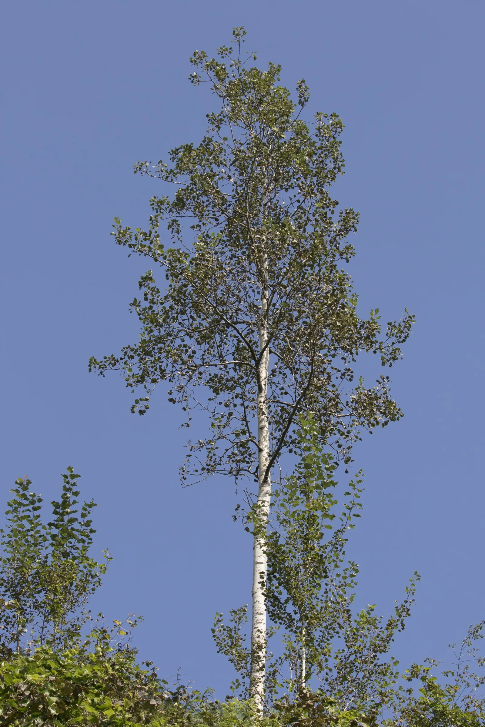 Quaking Aspen (Populus Tremuloides) — are nearly round with finely serrated edges; quaking Aspen (Populus tremuloides) is a deciduous tree known for its