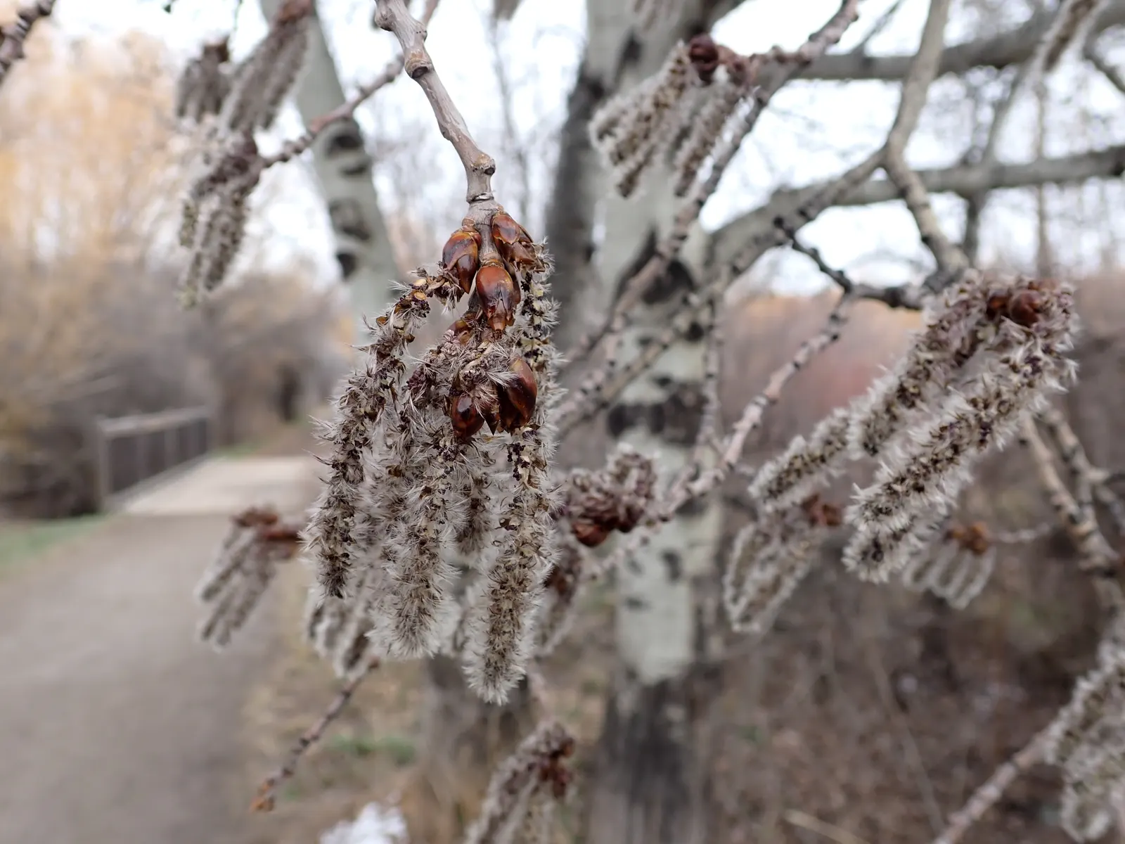Quaking Aspen (Populus Tremuloides) — creamy white with black knots and horizontal scars; they attach to the branches via flattened petioles