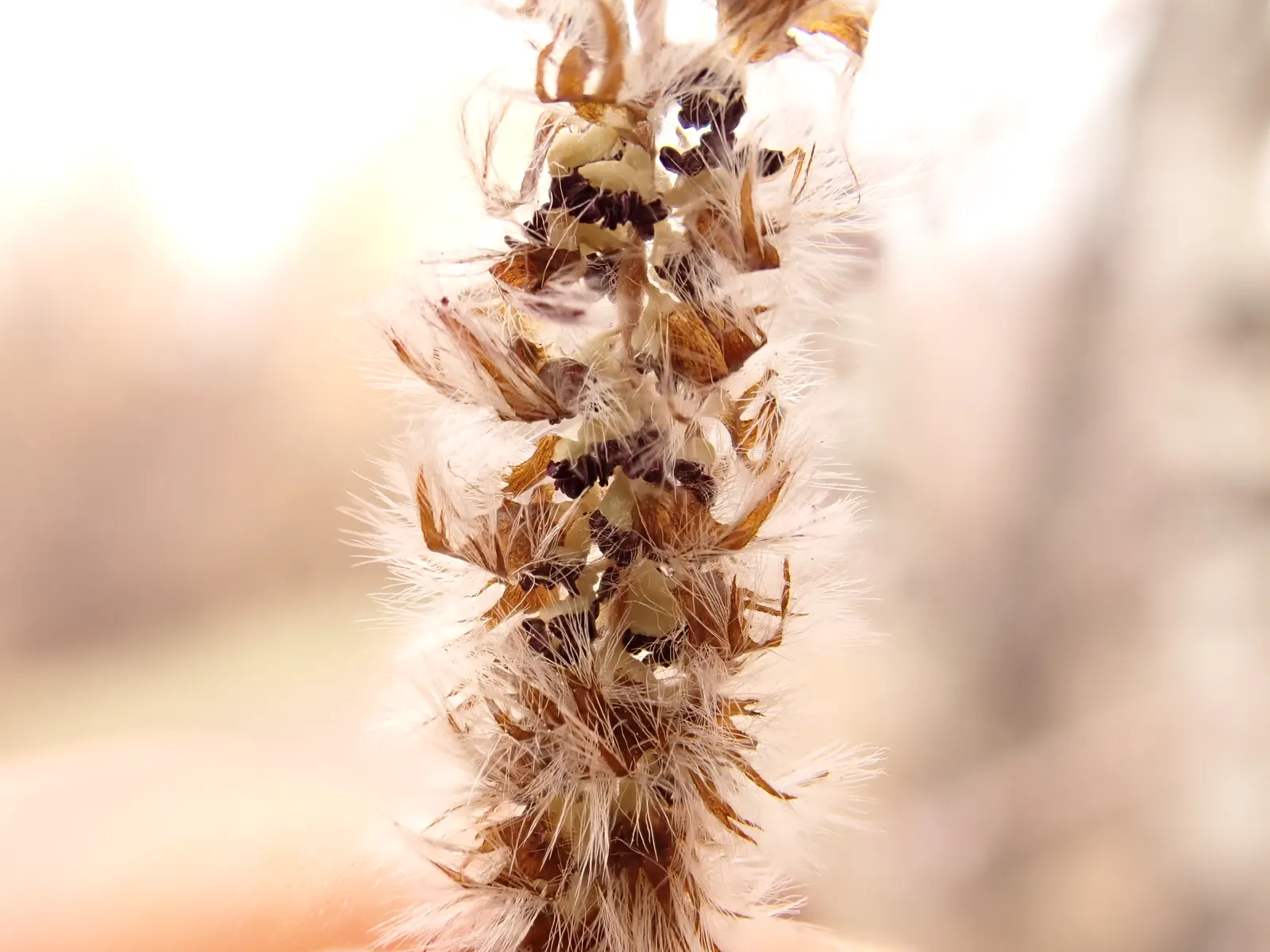 Quaking Aspen (Populus Tremuloides) — which cause them to flutter or "quake" in even the gentlest of breezes, image 44