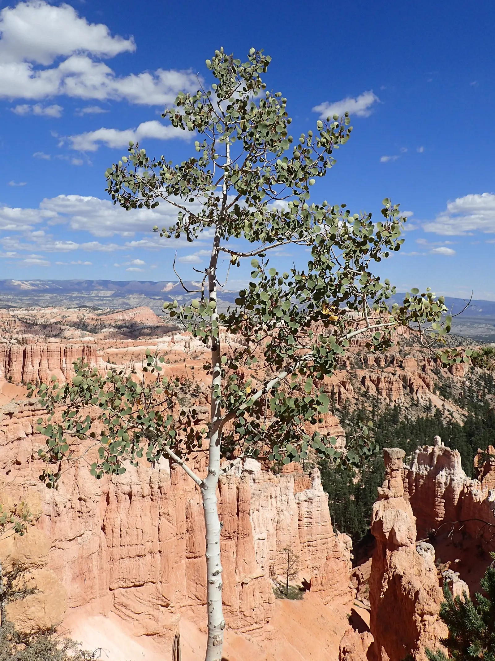Quaking Aspen (Populus Tremuloides) — It reaches 40-50 feet in height, with a spread of about 20-30 feet; adding a splash of warmth to the autumnal garden