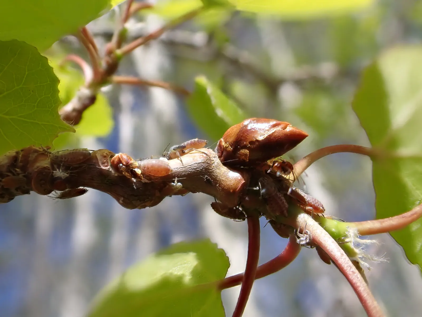Quaking Aspen (Populus Tremuloides) — creamy white with black knots and horizontal scars