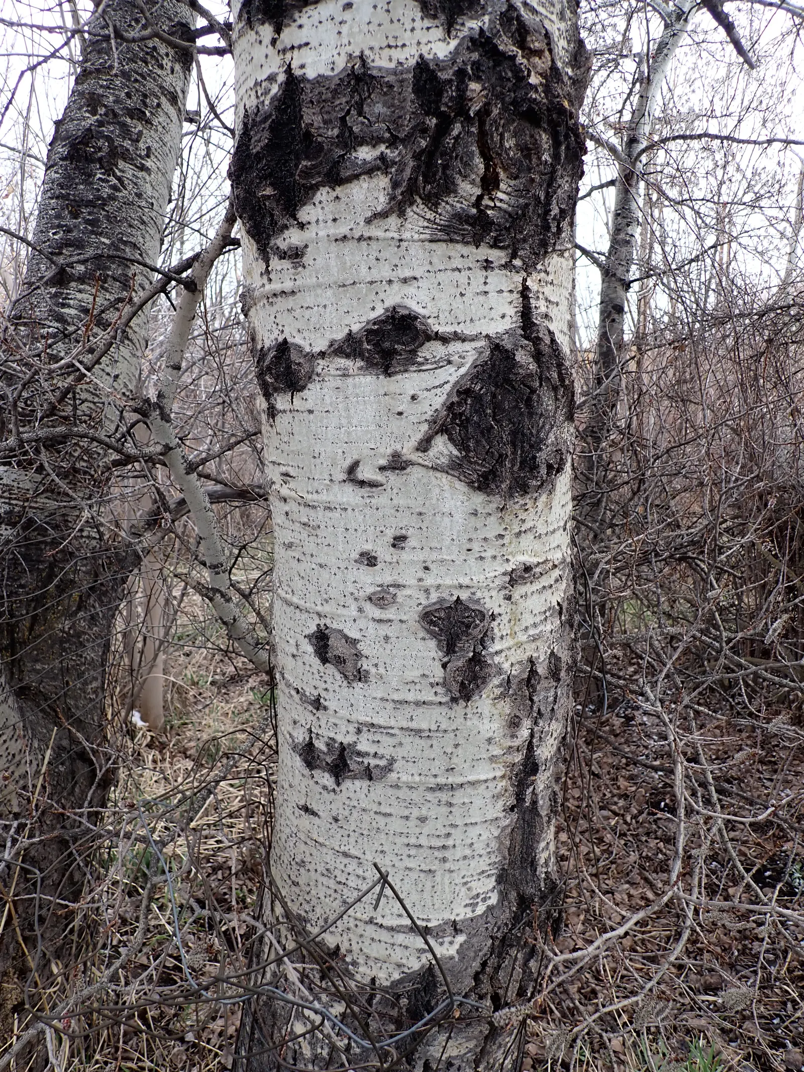 Quaking Aspen (Populus Tremuloides) — Quaking Aspen (Populus tremuloides) is a deciduous tree known for its distinctive