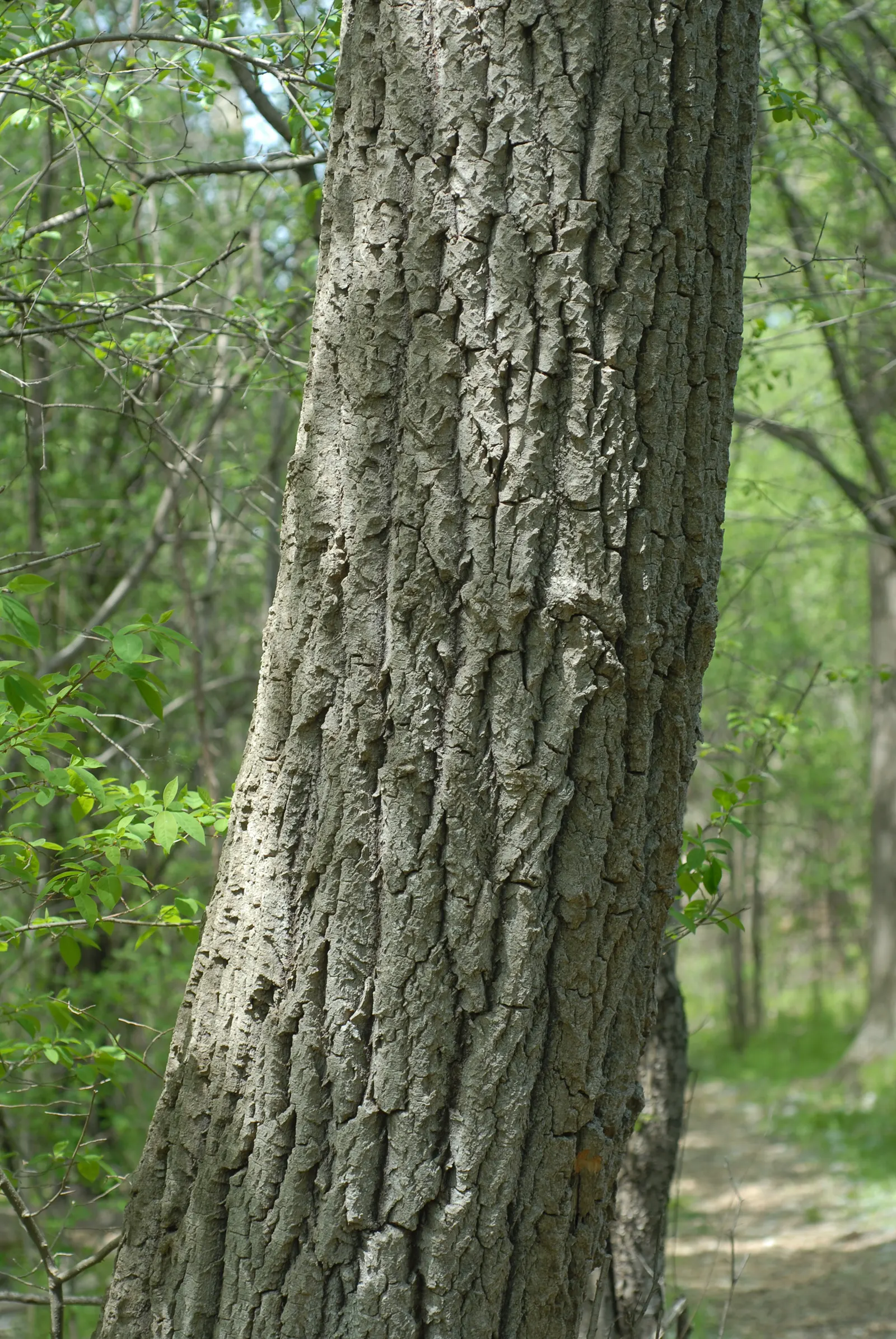 Quaking Aspen (Populus Tremuloides) — This hardy species is ideal for creating visual interest and soothing auditory pleasure in diverse landscapes; with a