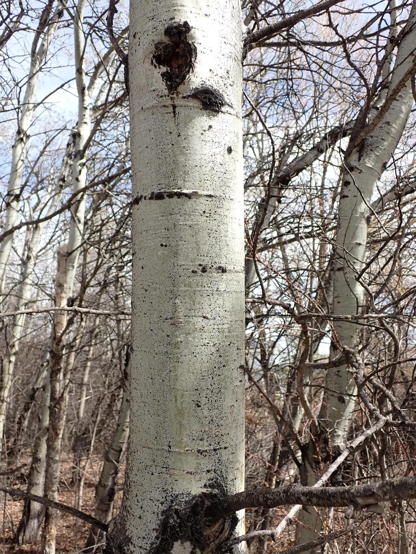 Quaking Aspen (Populus Tremuloides) — They attach to the branches via flattened petioles