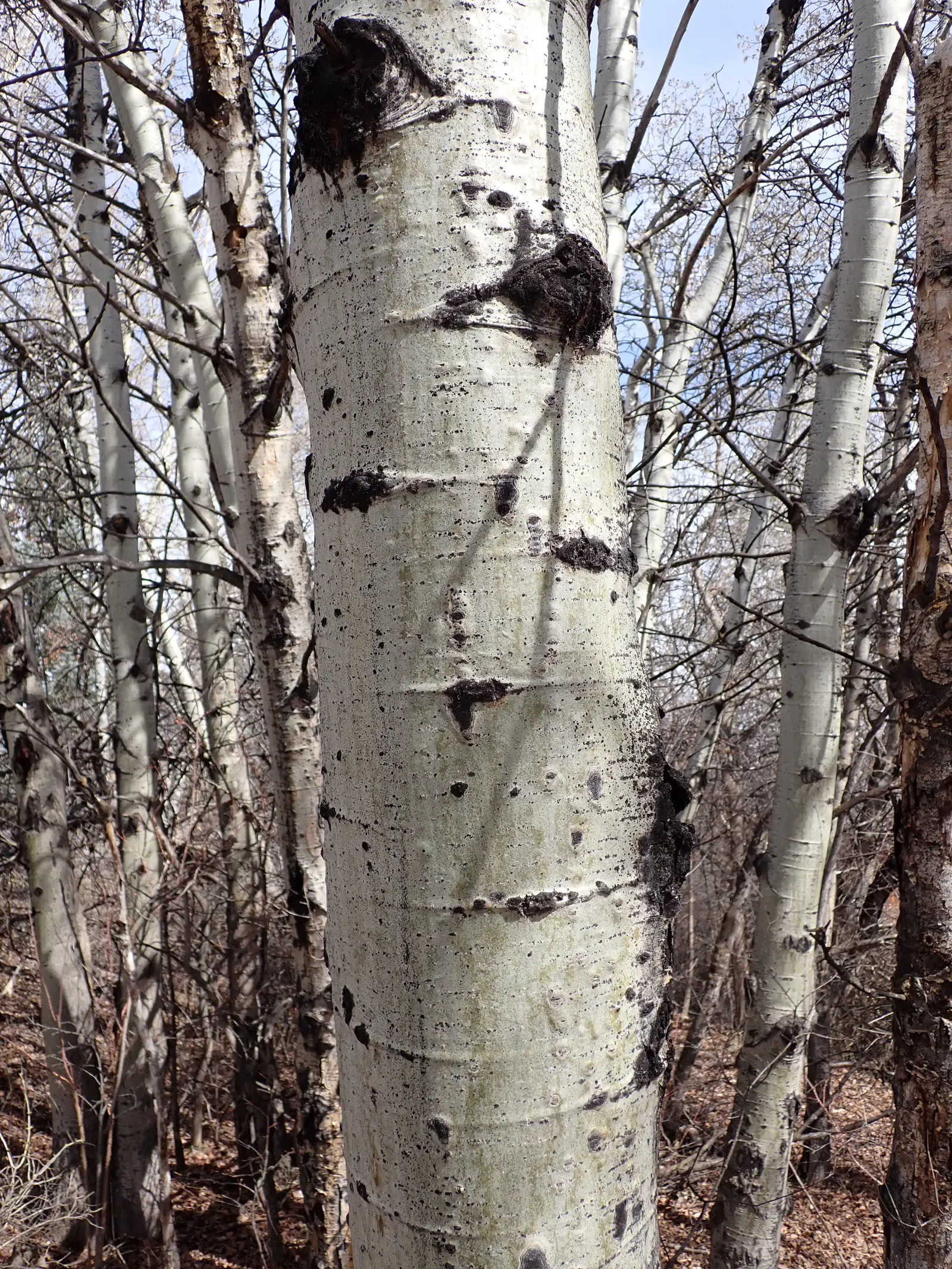 Quaking Aspen (Populus Tremuloides) — This tree typically stands between 20 to 50 feet tall