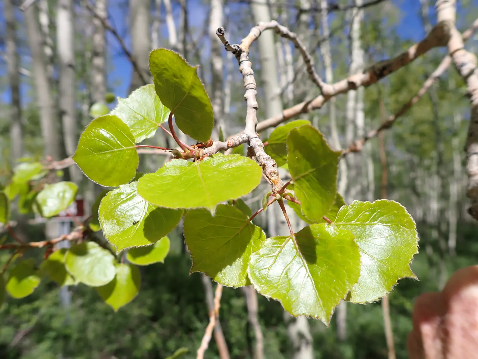Quaking Aspen (Populus Tremuloides) — Quaking Aspen leaves transform into a vibrant display of yellows and golds