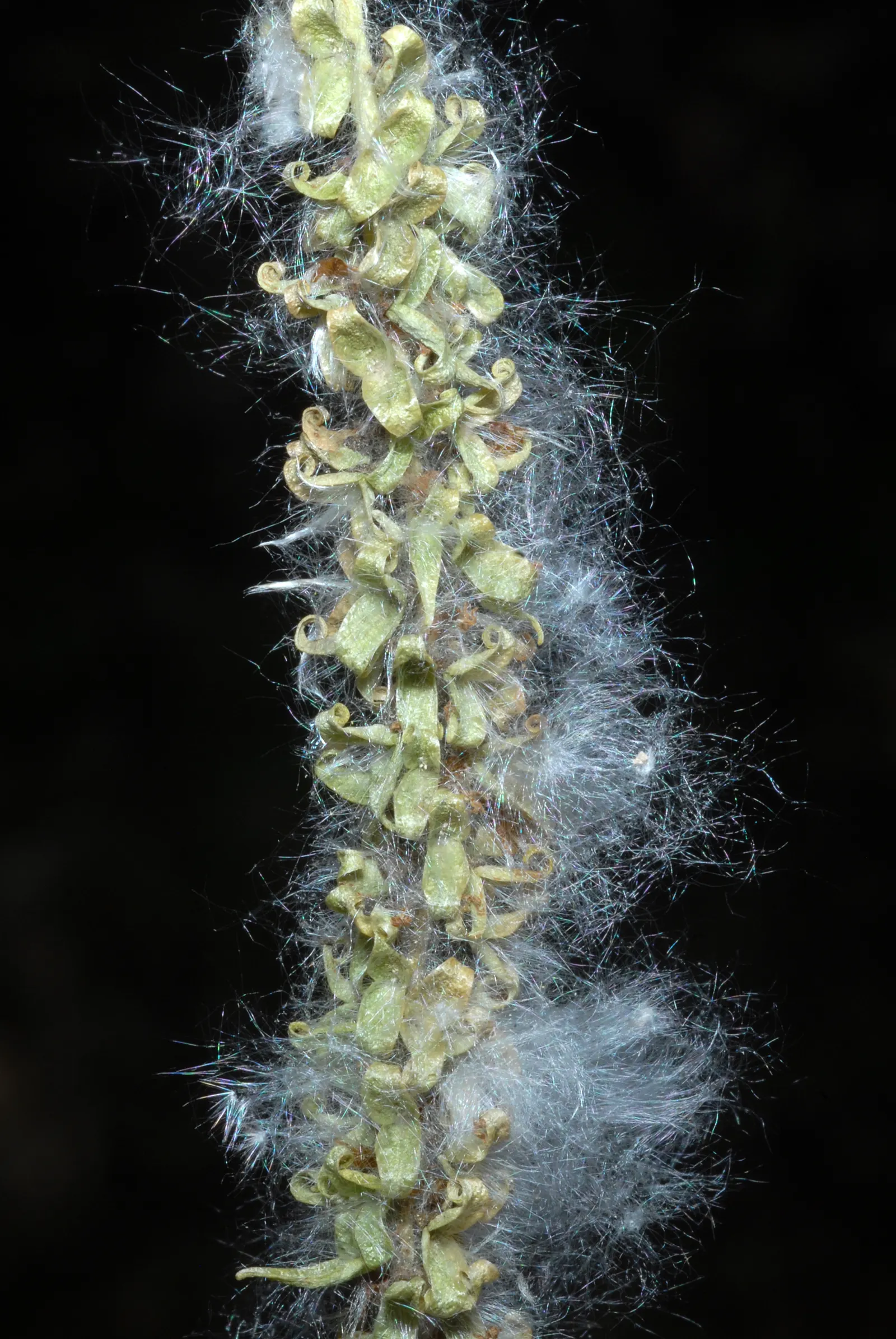 Quaking Aspen (Populus Tremuloides) — The Quaking Aspen (Populus tremuloides) is a deciduous tree native to cooler climates of North America; quaking Aspen