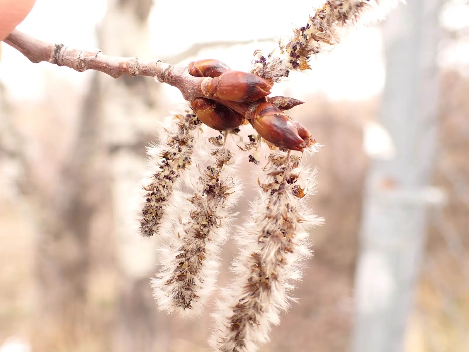 Quaking Aspen (Populus Tremuloides) — which provides year-round visual appeal; especially during winter months when the foliage has dropped