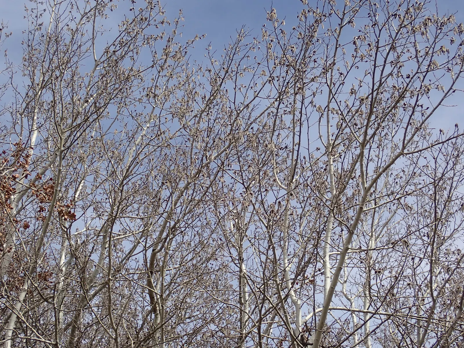 Quaking Aspen (Populus Tremuloides) — Its leaves tremble in the slightest breeze, giving the tree its name