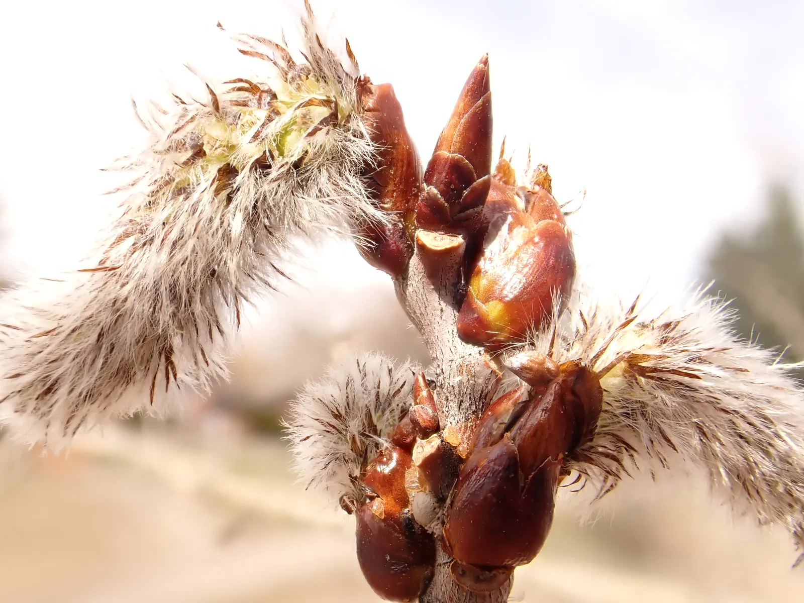 Quaking Aspen (Populus Tremuloides) — creating a soothing rustling sound