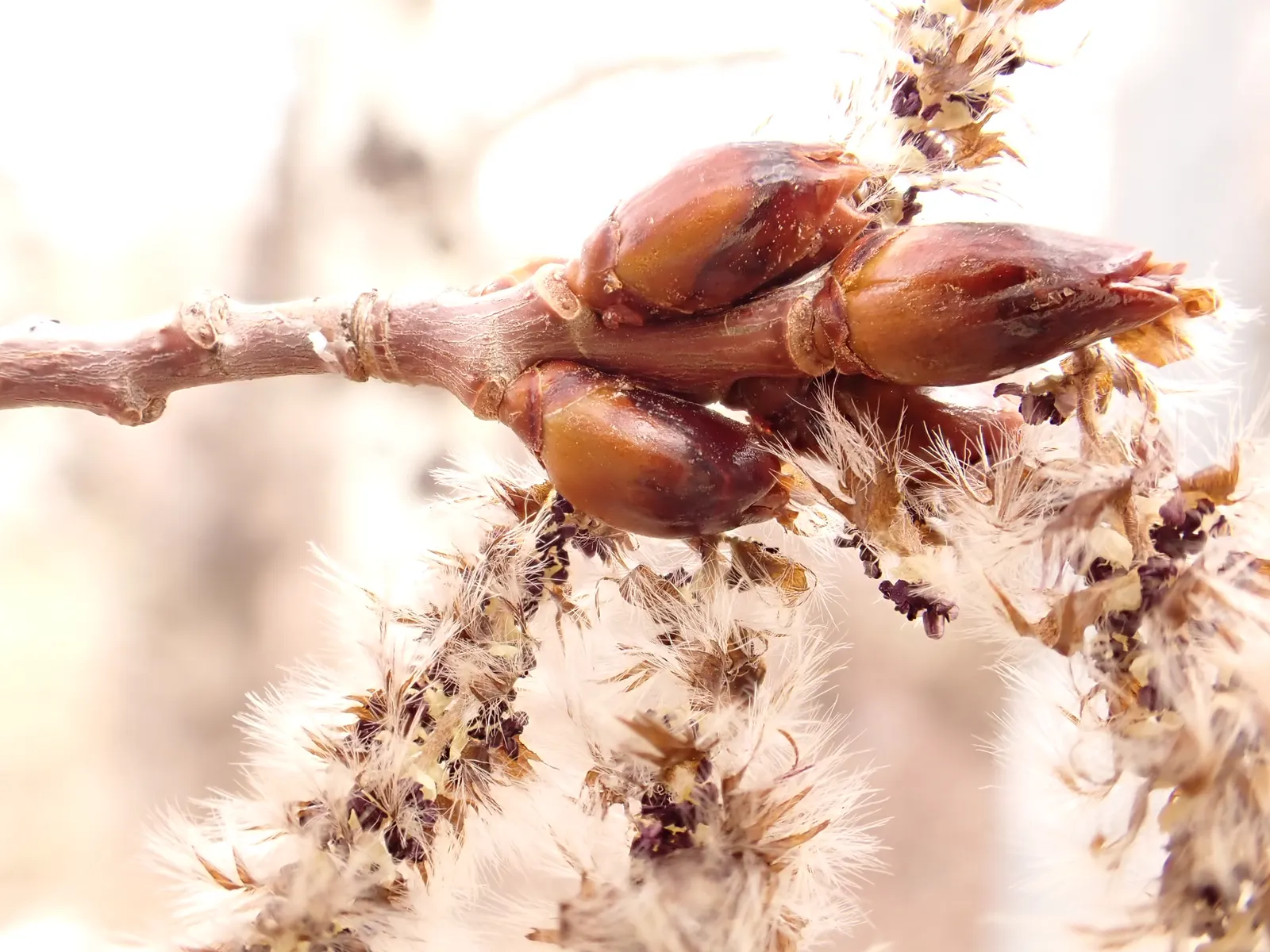 Quaking Aspen (Populus Tremuloides) — creating a soothing rustling sound; it is essential to consider the Quaking Aspen\'s preference for full sun and