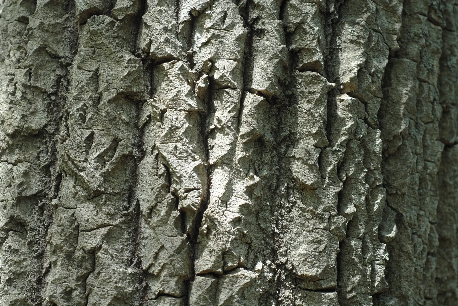 Quaking Aspen (Populus Tremuloides) — Best suited for USDA zones 2-6, it prefers full sun and well-drained soil; it reaches 40-50 feet in height, with a spread