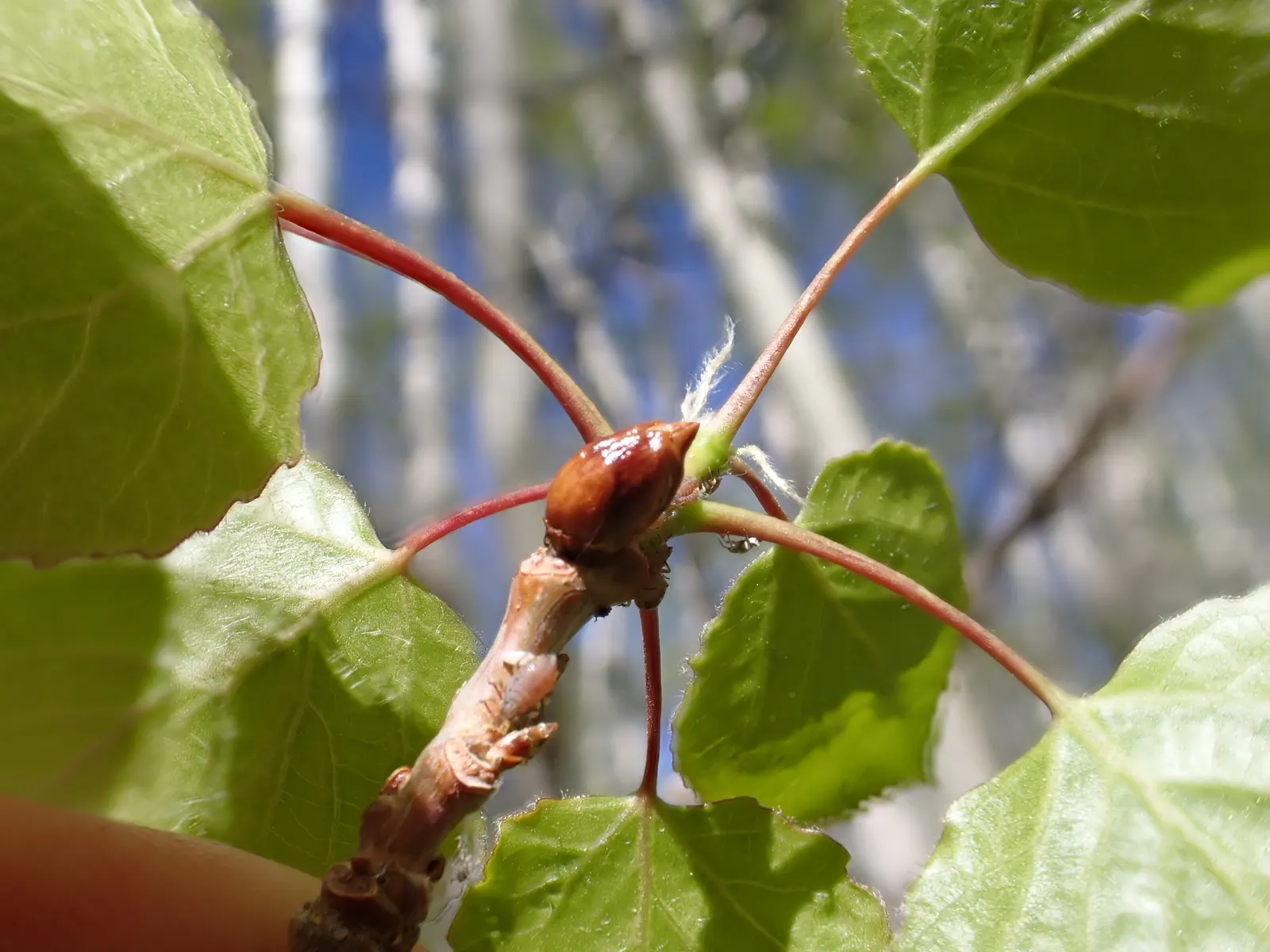 Quaking Aspen (Populus Tremuloides) — It reaches 40-50 feet in height, with a spread of about 20-30 feet