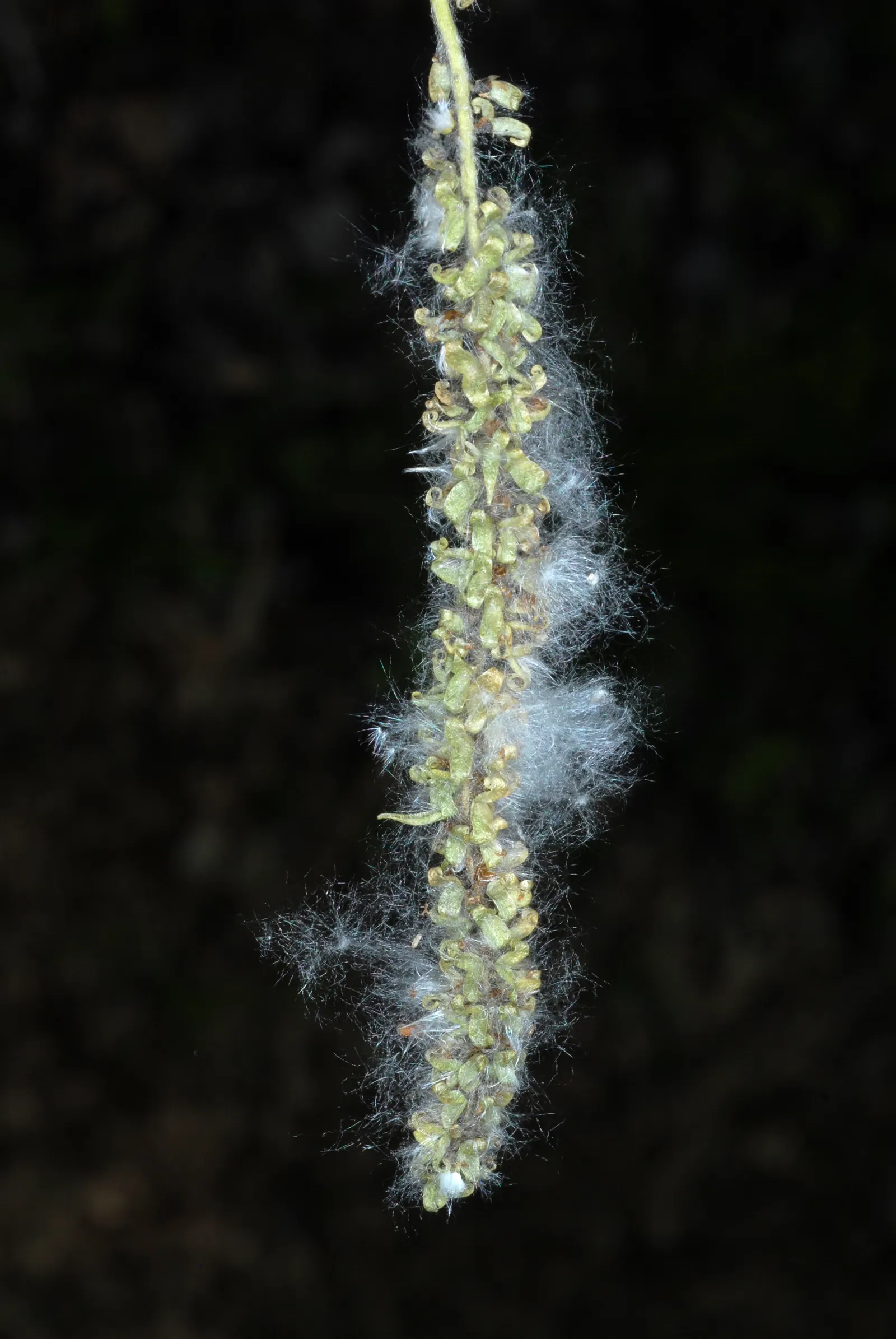 Quaking Aspen (Populus Tremuloides) — Its leaves tremble in the slightest breeze, giving the tree its name; and may spread through its root system
