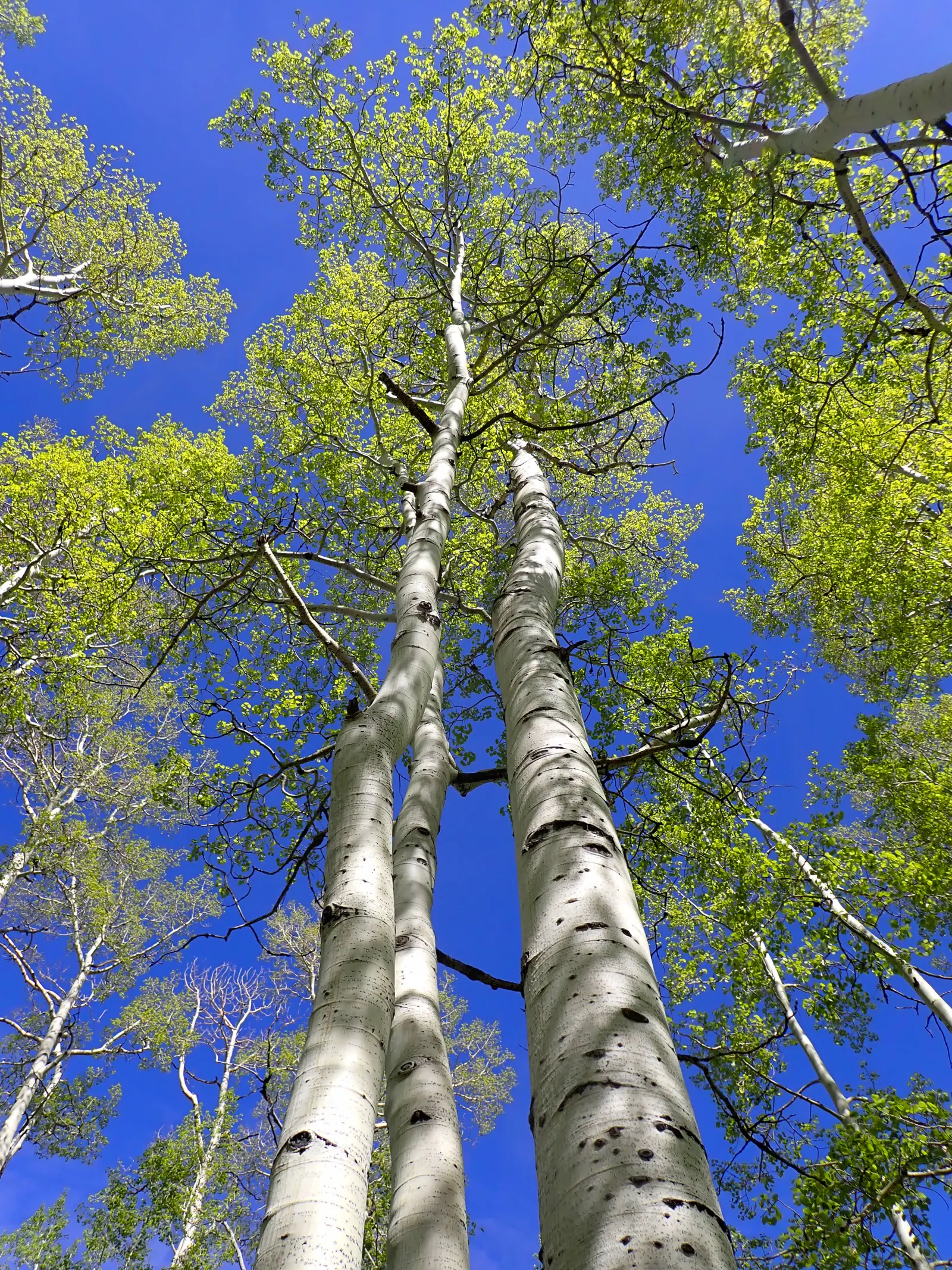 Quaking Aspen (Populus Tremuloides) — Best suited for USDA zones 2-6, it prefers full sun and well-drained soil