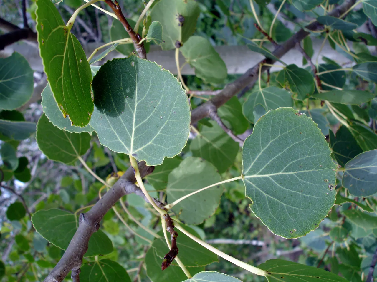 Quaking Aspen (Populus Tremuloides) — They attach to the branches via flattened petioles; renowned for its distinctive trembling leaves and striking white bark