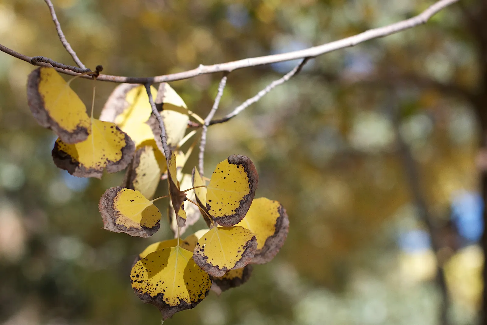 Quaking Aspen (Populus Tremuloides) — Ensure ample space is accounted for in the design to accommodate its growth habit and eventual spread