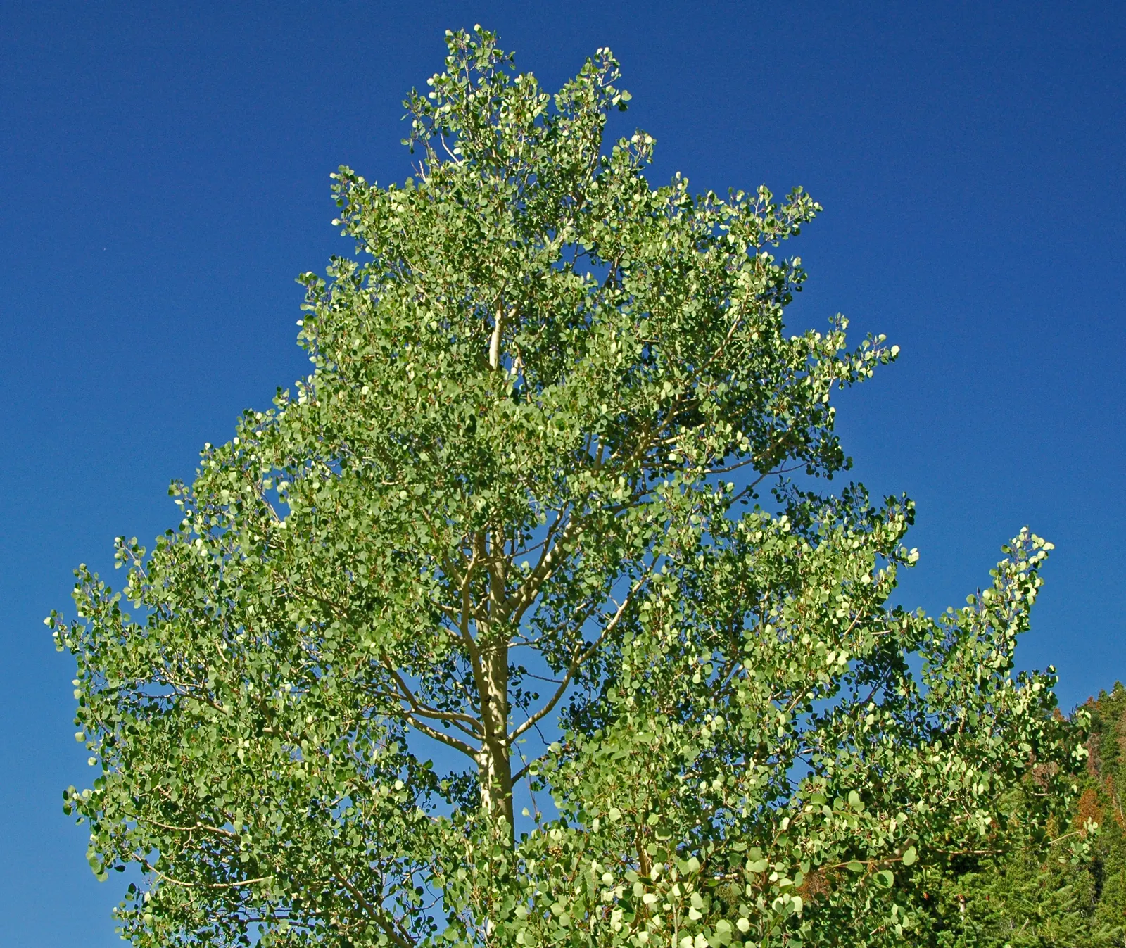 Quaking Aspen (Populus Tremuloides) — renowned for its distinctive trembling leaves and striking white bark