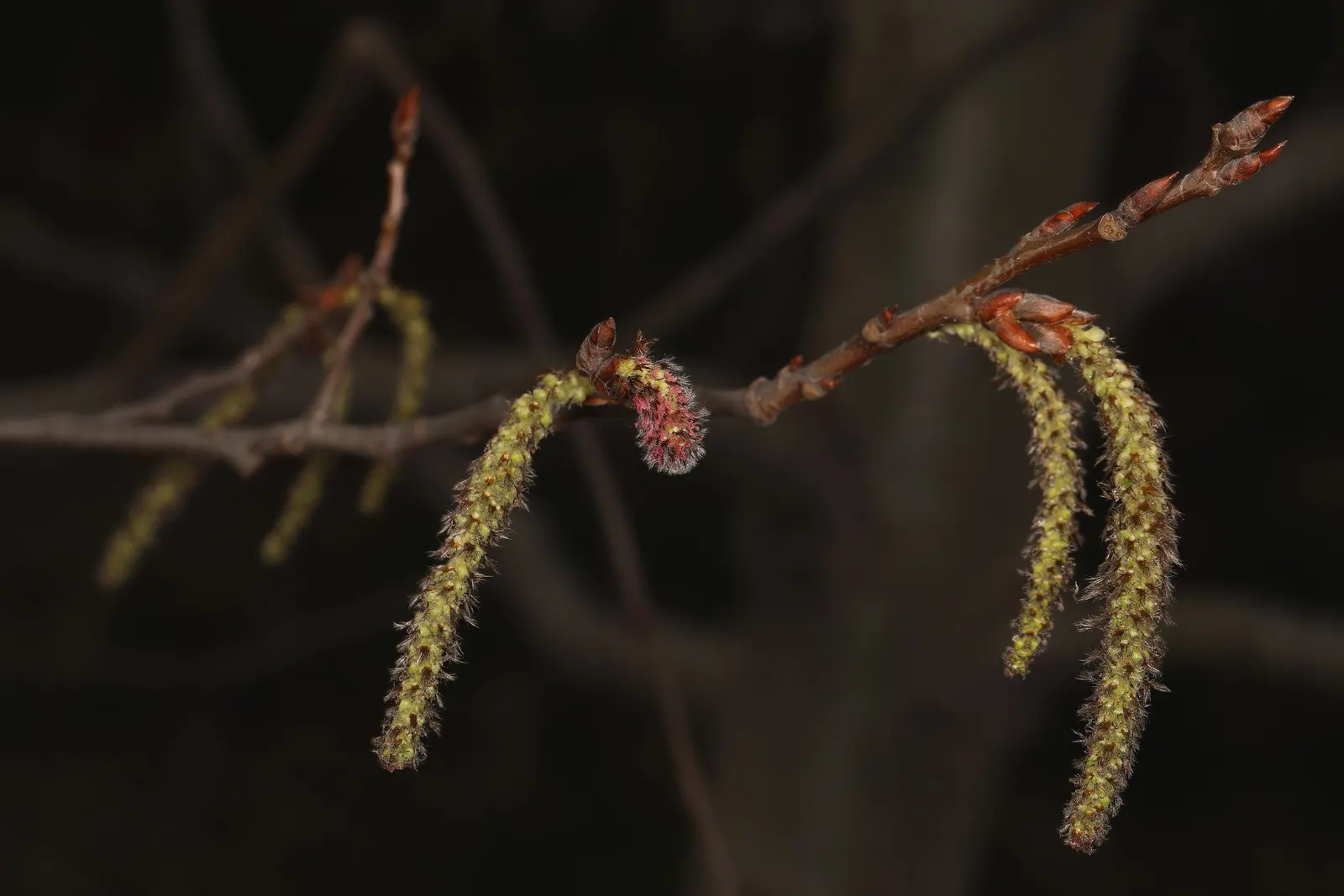 Quaking Aspen (Populus Tremuloides) — Quaking Aspen (Populus tremuloides) is a deciduous tree known for its distinctive; its leaves tremble in the slightest