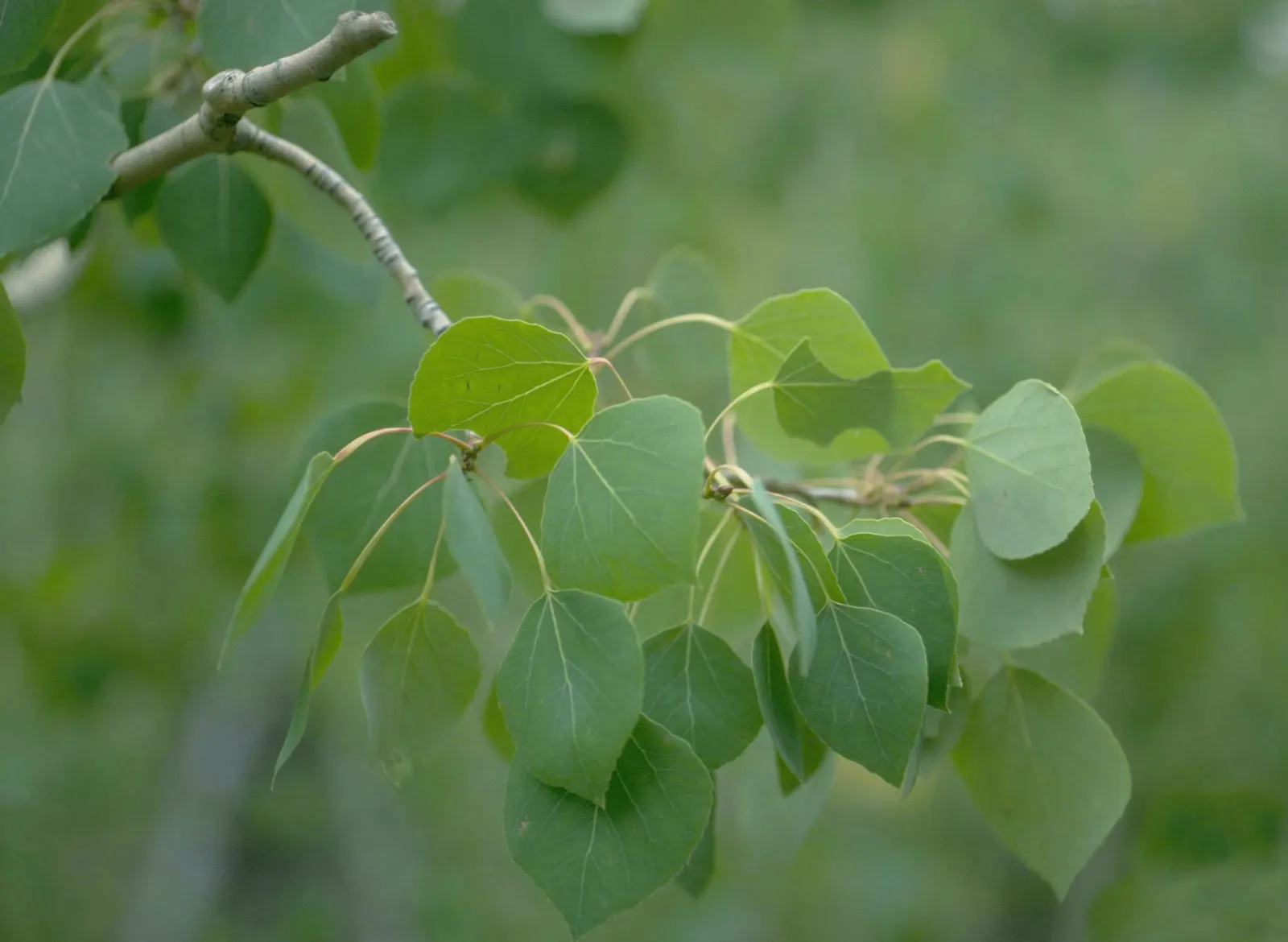 Quaking Aspen (Populus Tremuloides) — heart-shaped leaves and striking white bark