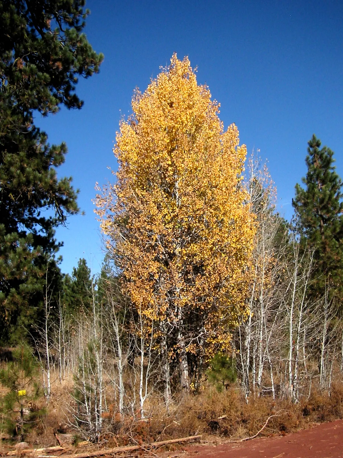 Quaking Aspen (Populus Tremuloides) — renowned for its distinctive trembling leaves and striking white bark; often living only 40 to 150 years