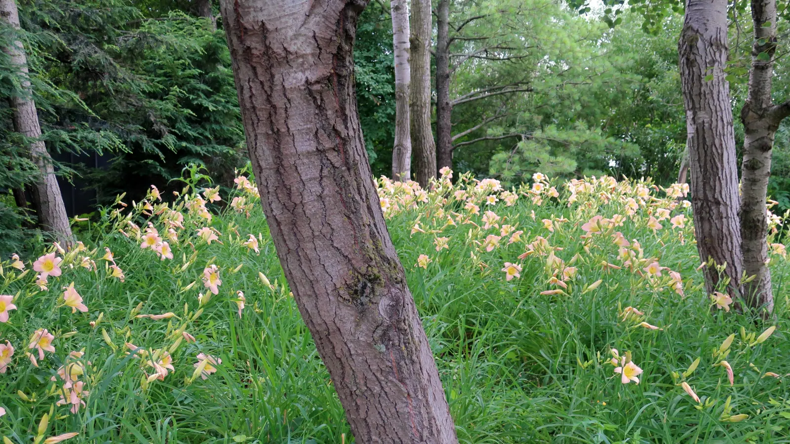 Quaking Aspen (Populus Tremuloides) — It is also noteworthy that this species is relatively short-lived