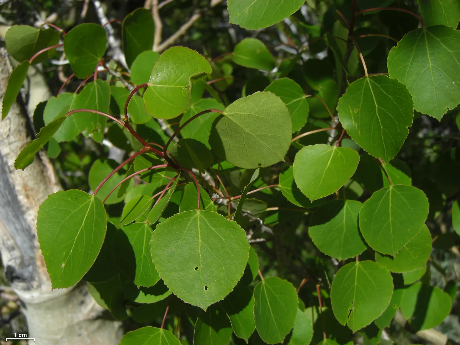 Quaking Aspen (Populus Tremuloides) — with a canopy spread of 10 to 30 feet; this tree typically stands between 20 to 50 feet tall