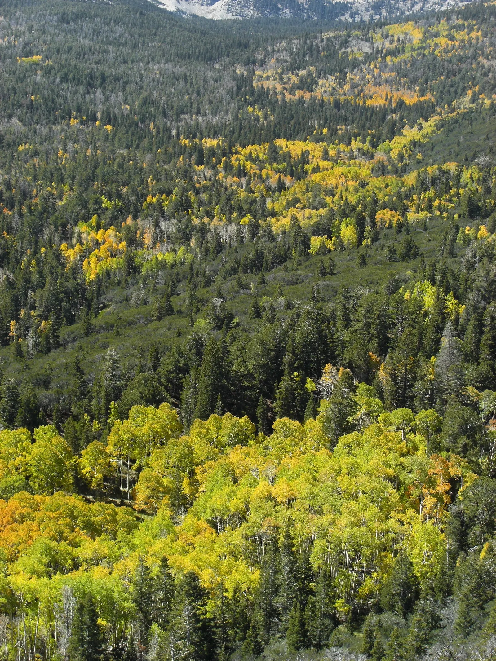 Quaking Aspen (Populus Tremuloides) — tree for full