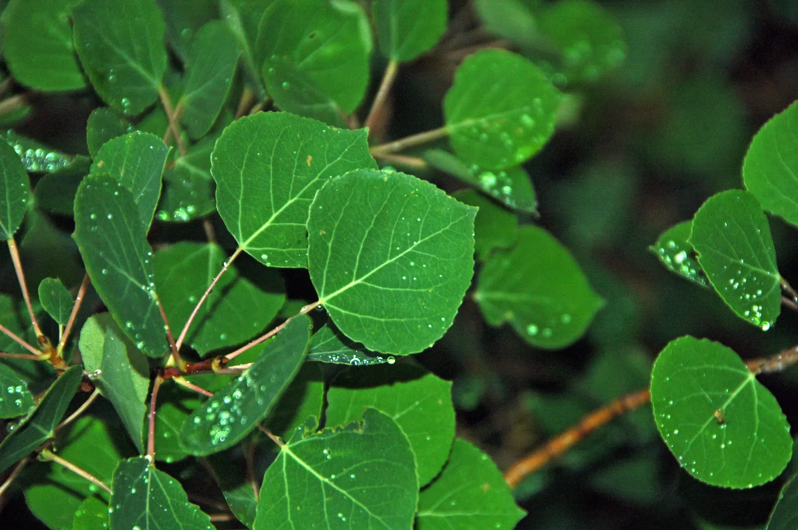 Quaking Aspen (Populus Tremuloides) — and may spread through its root system