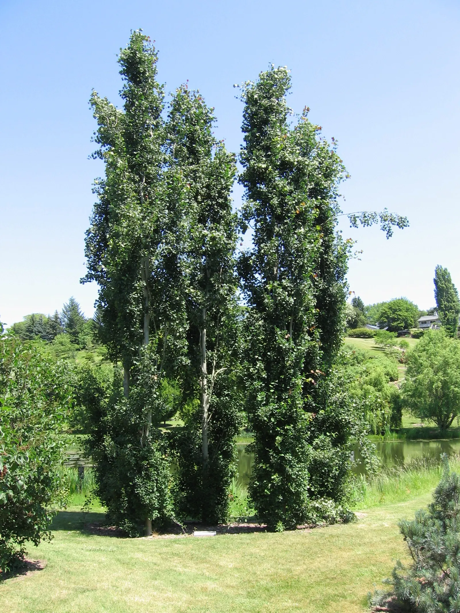 Quaking Aspen (Populus Tremuloides) — it is essential to consider the Quaking Aspen\'s preference for full sun and well-drained soil conditions