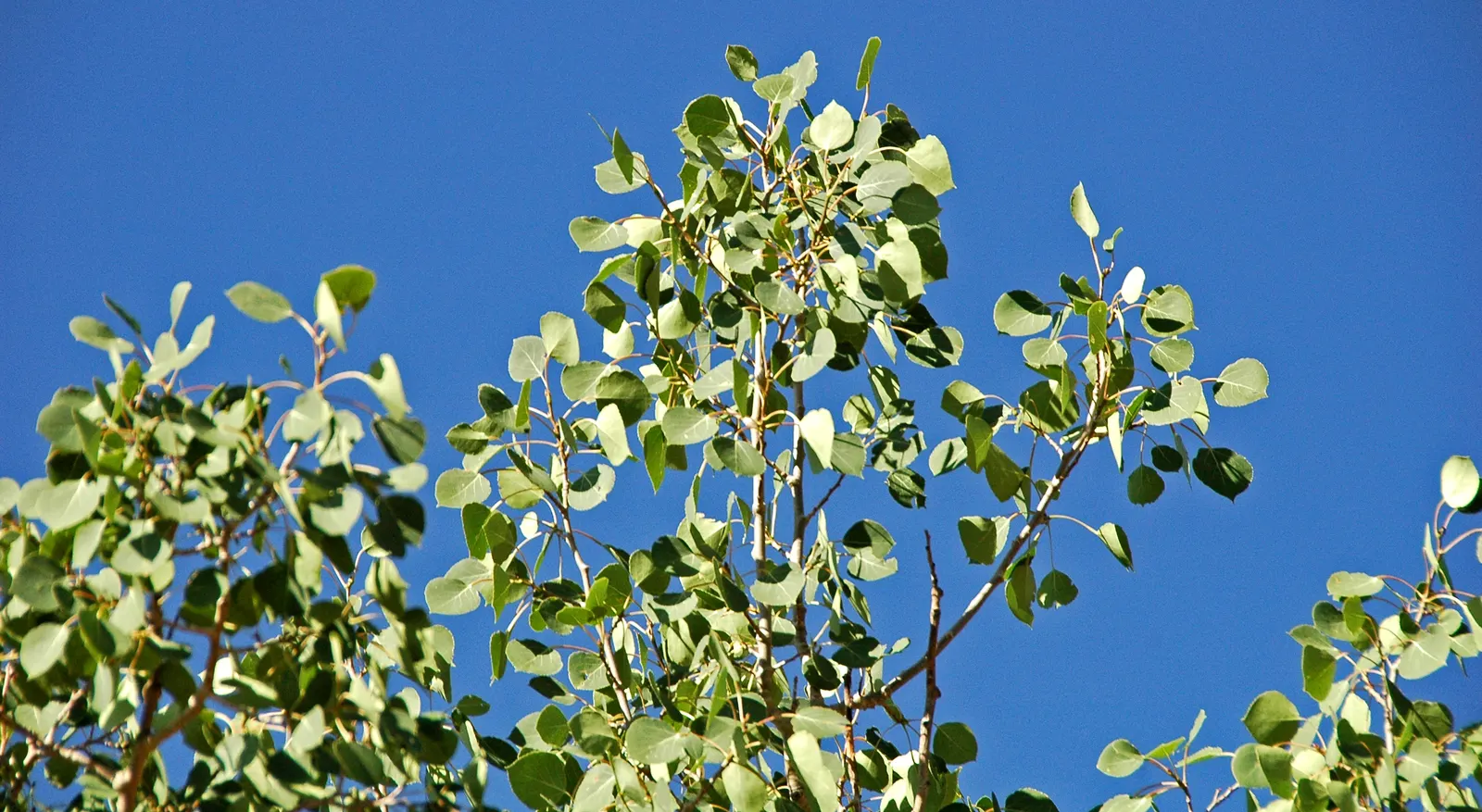 Quaking Aspen (Populus Tremuloides) — are nearly round with finely serrated edges