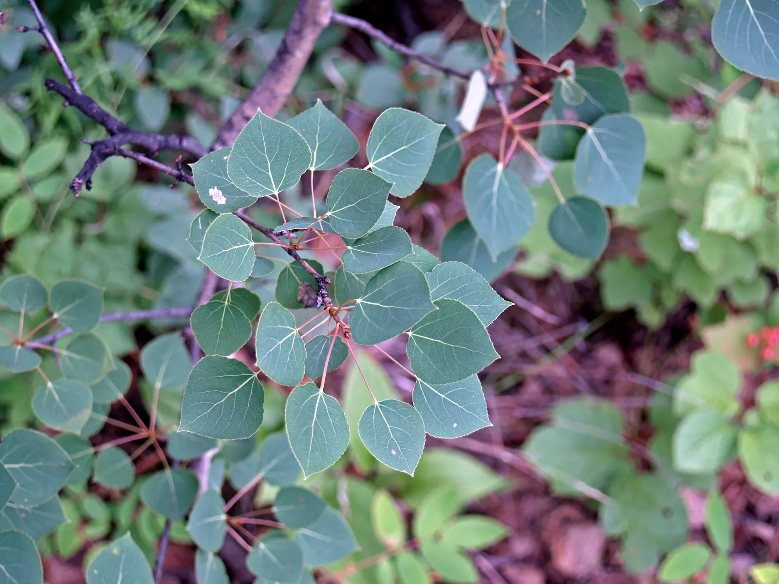 Quaking Aspen (Populus Tremuloides) — supporting various wildlife with its foliage and seeds; measuring about 1.5 to 3 inches in diameter