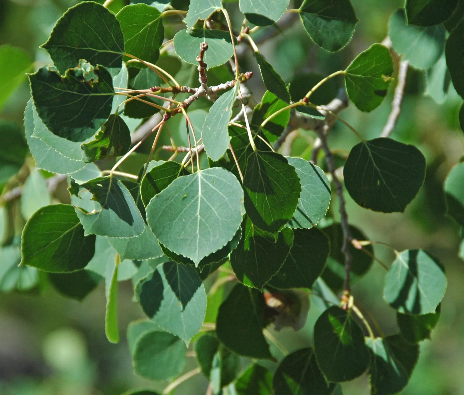 Quaking Aspen (Populus Tremuloides) — heart-shaped leaves and striking white bark; making it an ideal choice for creating visual interest in spacious