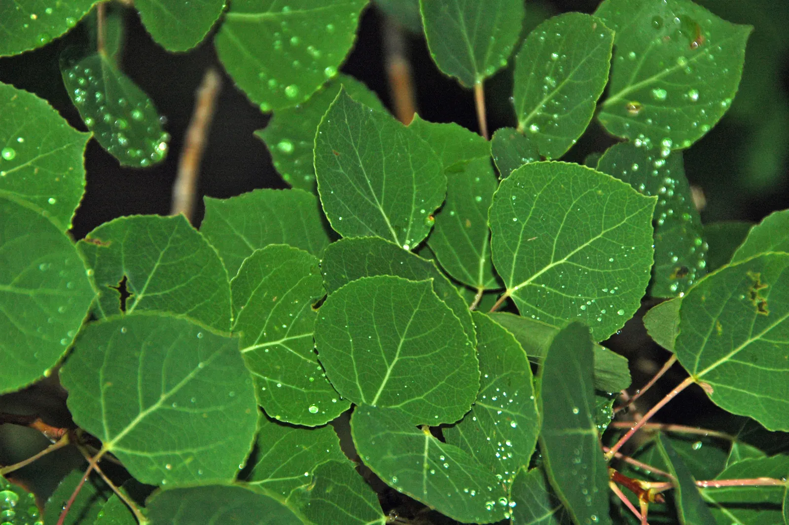 Quaking Aspen (Populus Tremuloides) — often living only 40 to 150 years