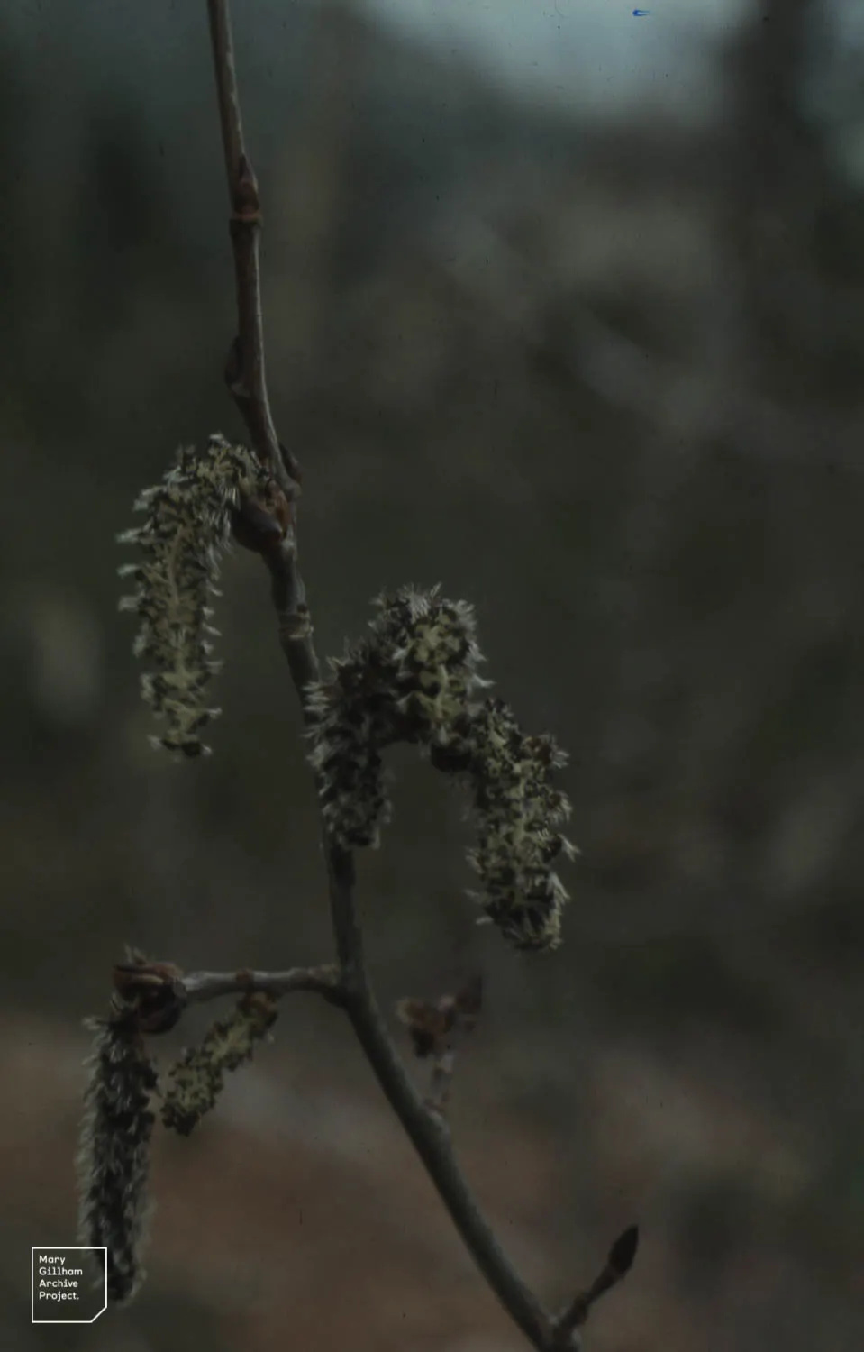 Quaking Aspen (Populus Tremuloides) — This hardy species is ideal for creating visual interest and soothing auditory pleasure in diverse landscapes