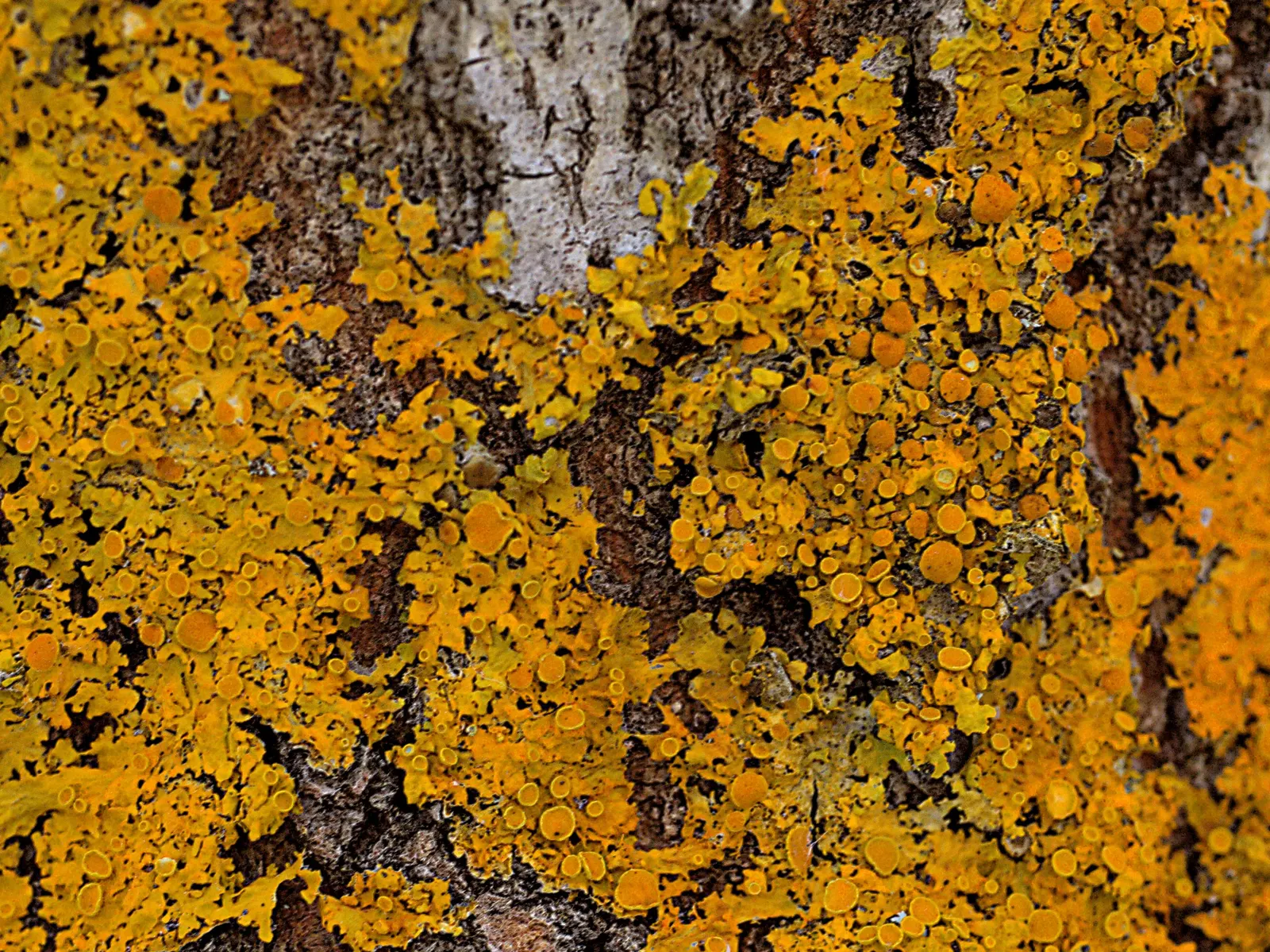 Quaking Aspen (Populus Tremuloides) — which provides year-round visual appeal