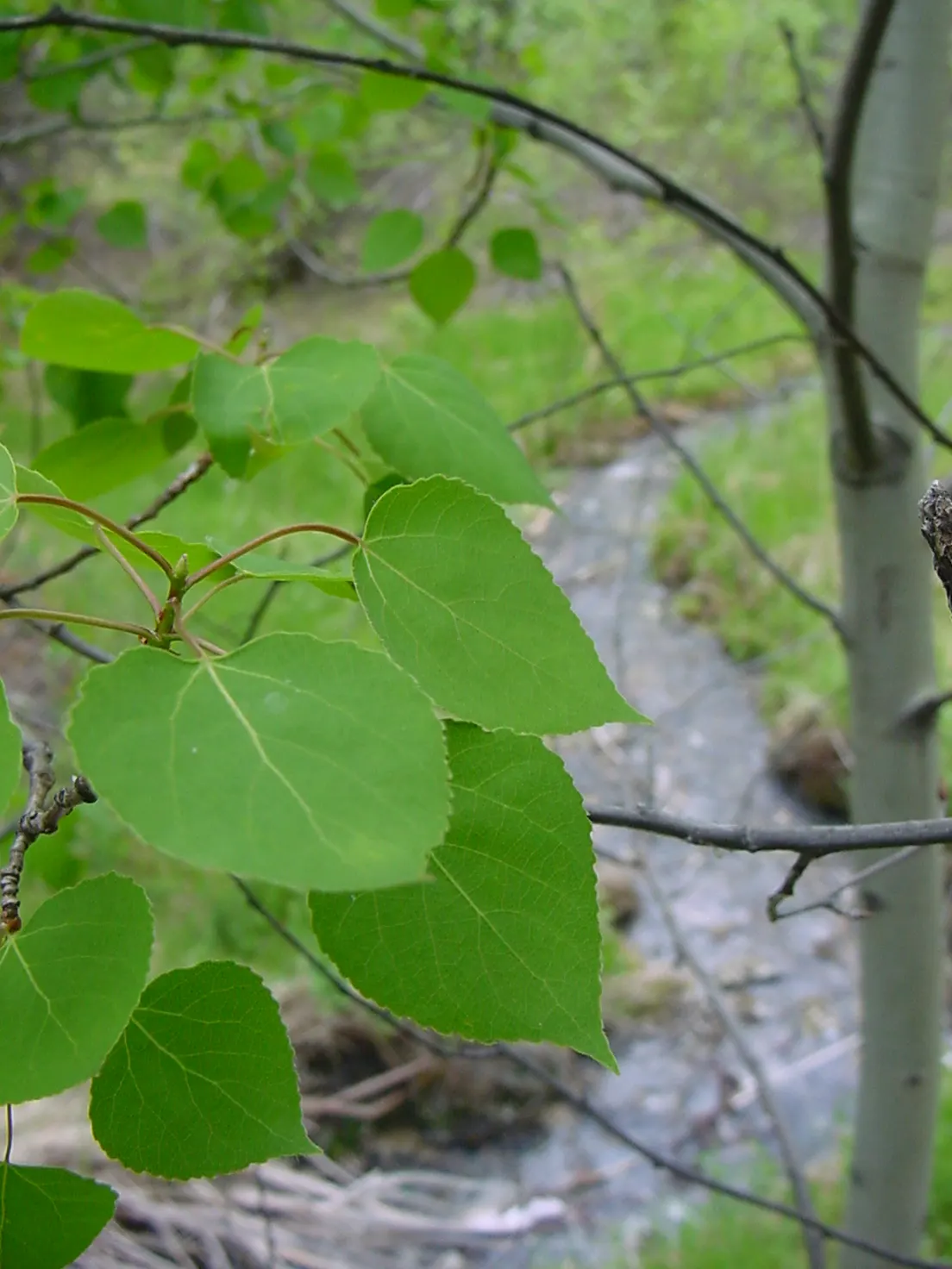 Quaking Aspen (Populus Tremuloides) — This tree typically stands between 20 to 50 feet tall; heart-shaped leaves and striking white bark