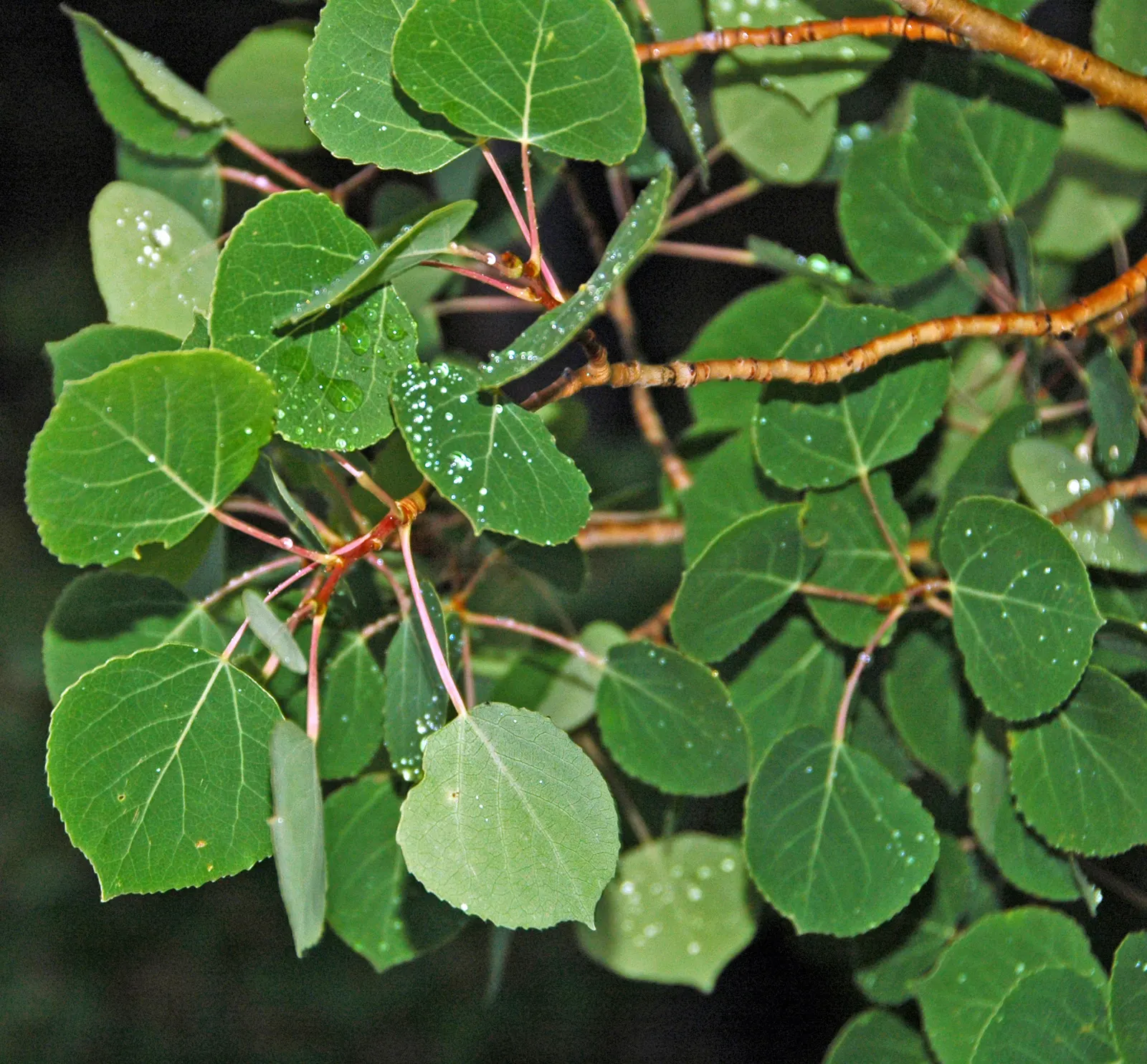 Quaking Aspen (Populus Tremuloides) — creating groves or stands of trees that share a single root network