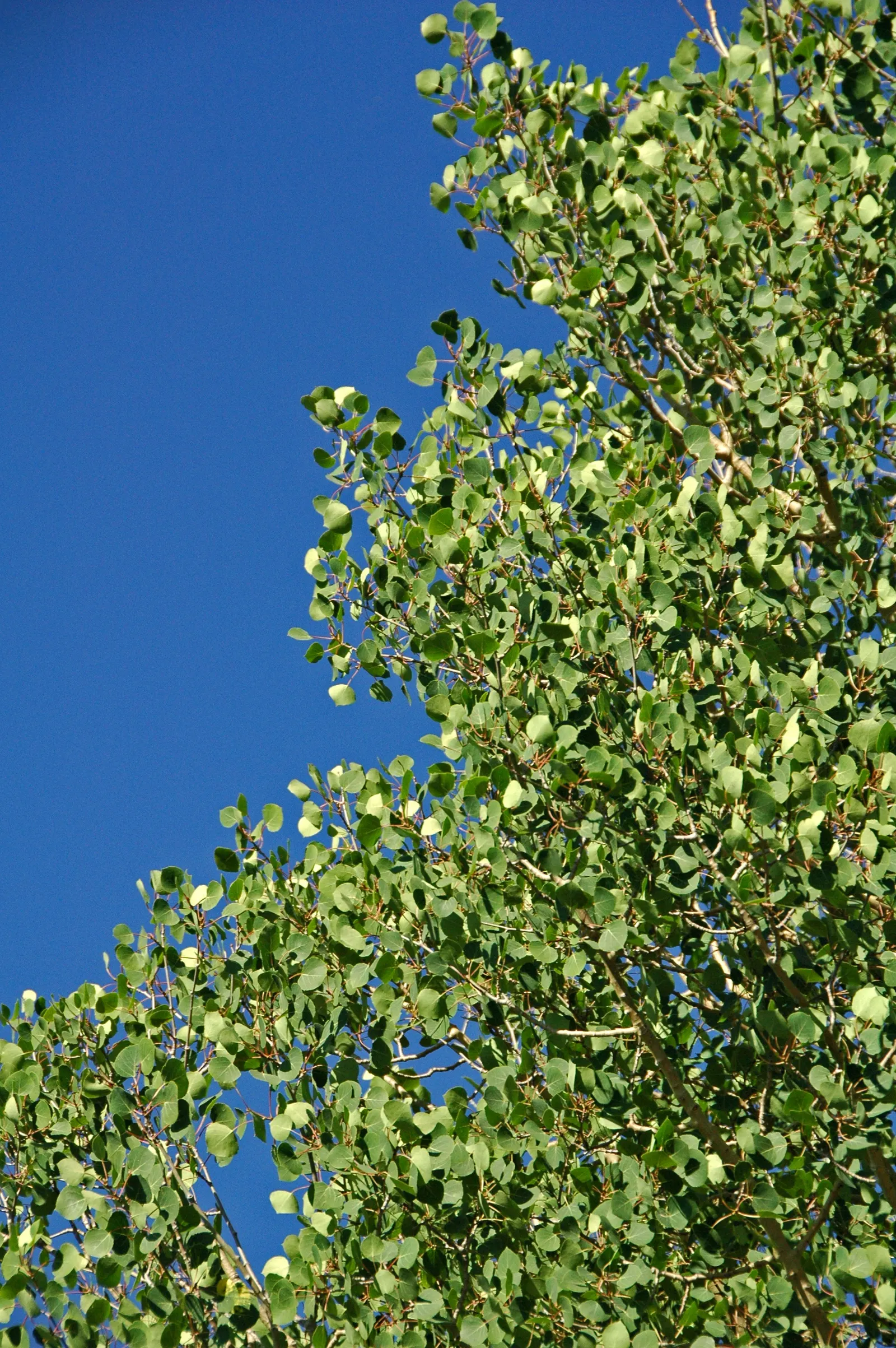 Quaking Aspen (Populus Tremuloides) — supporting various wildlife with its foliage and seeds